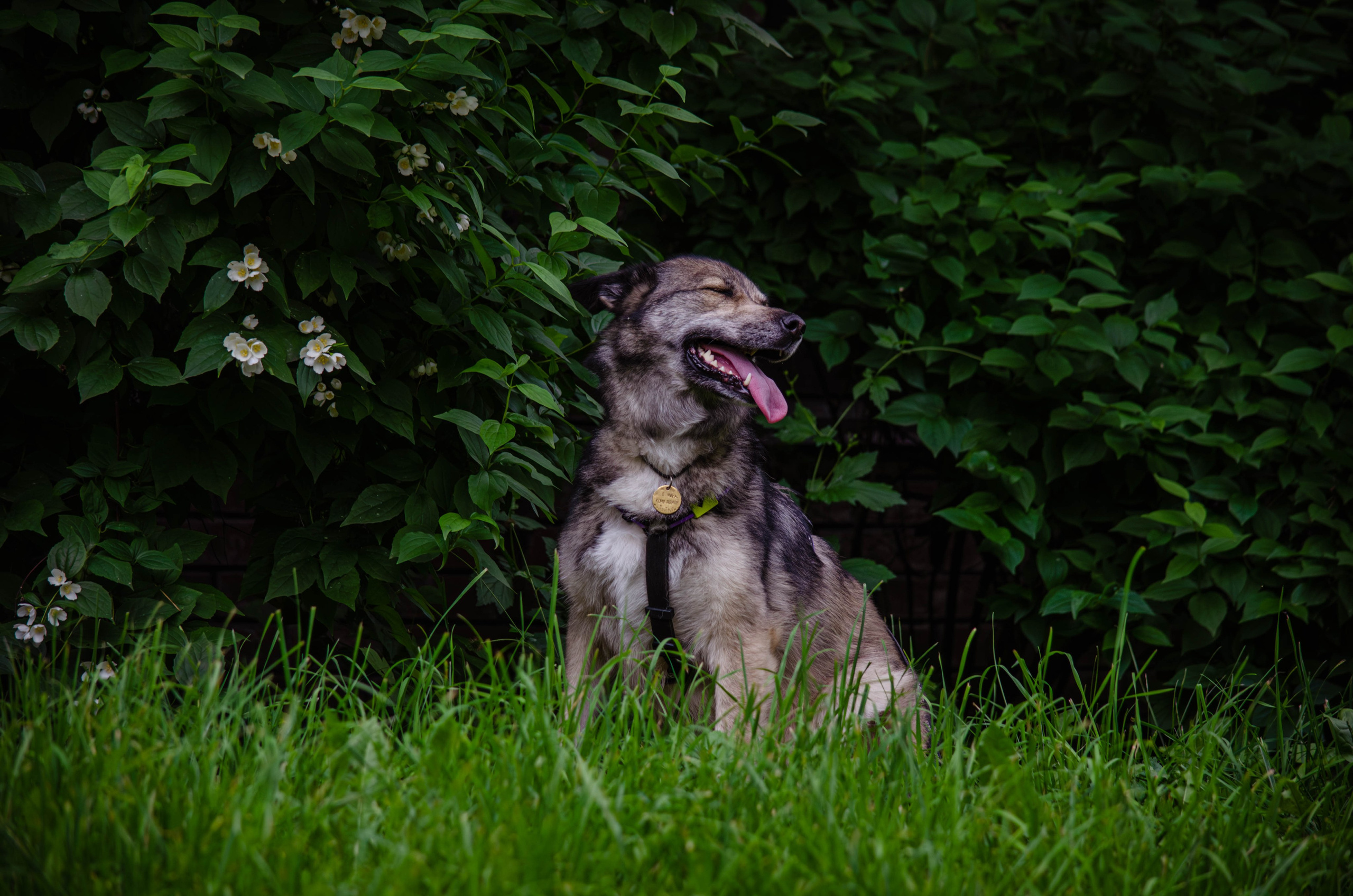 Мира и Чиж. Фотограф Светлана Блинова, Москва и Московская область