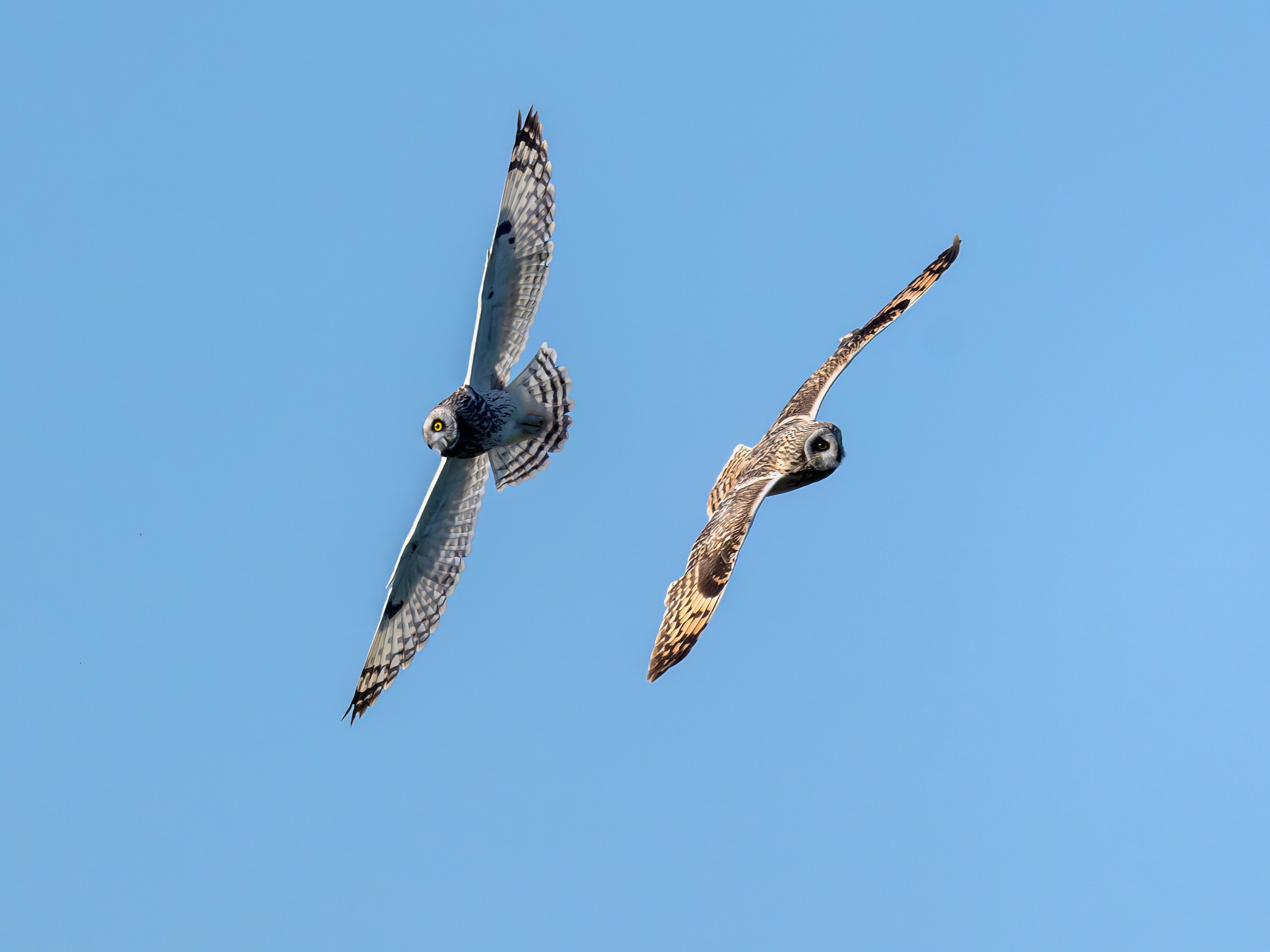 Совы играют в догонялки. Wildlife photography by Sergey Puponin