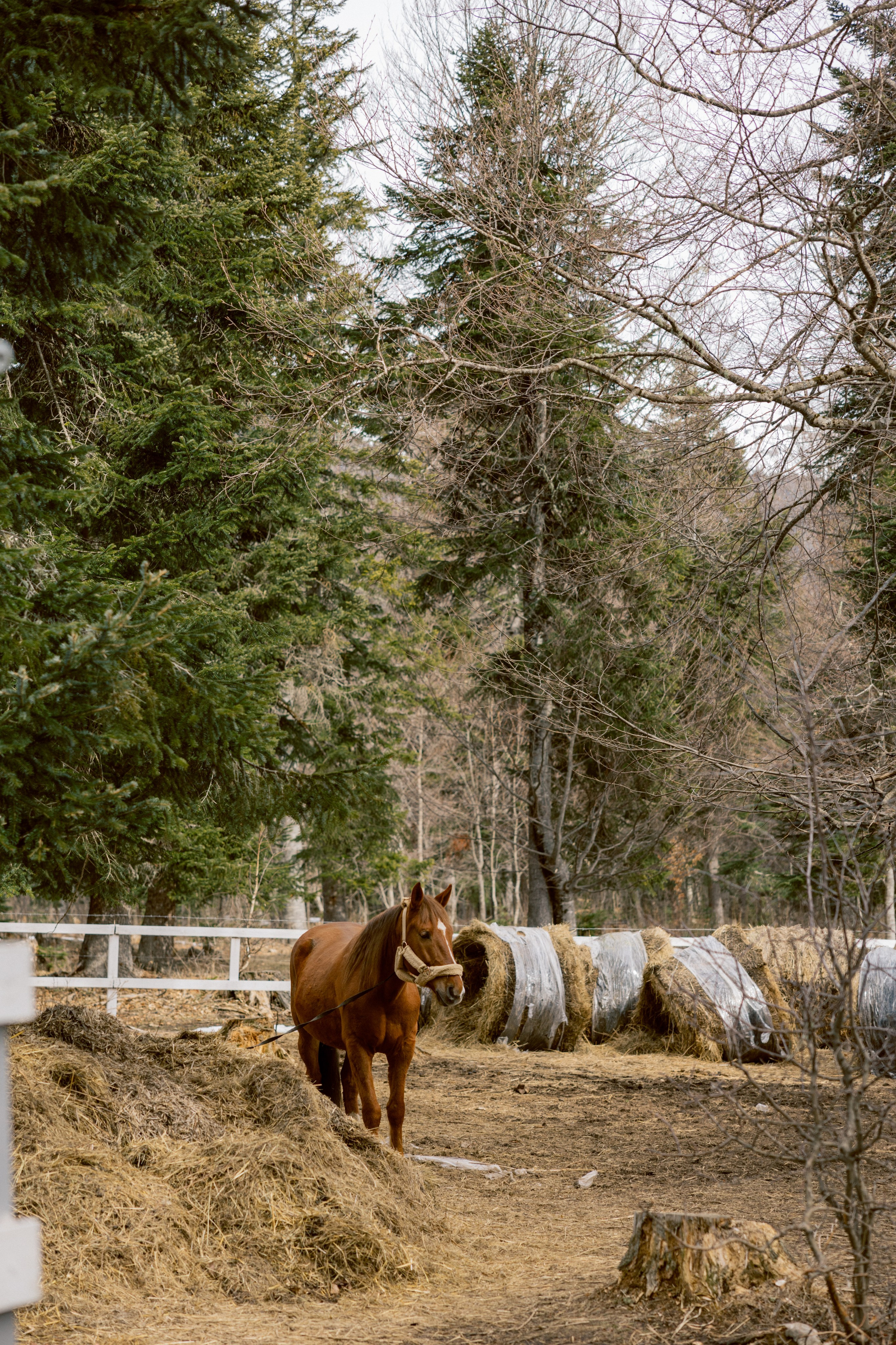 Тур, Архыз. Фотограф Эдуарда Титанян