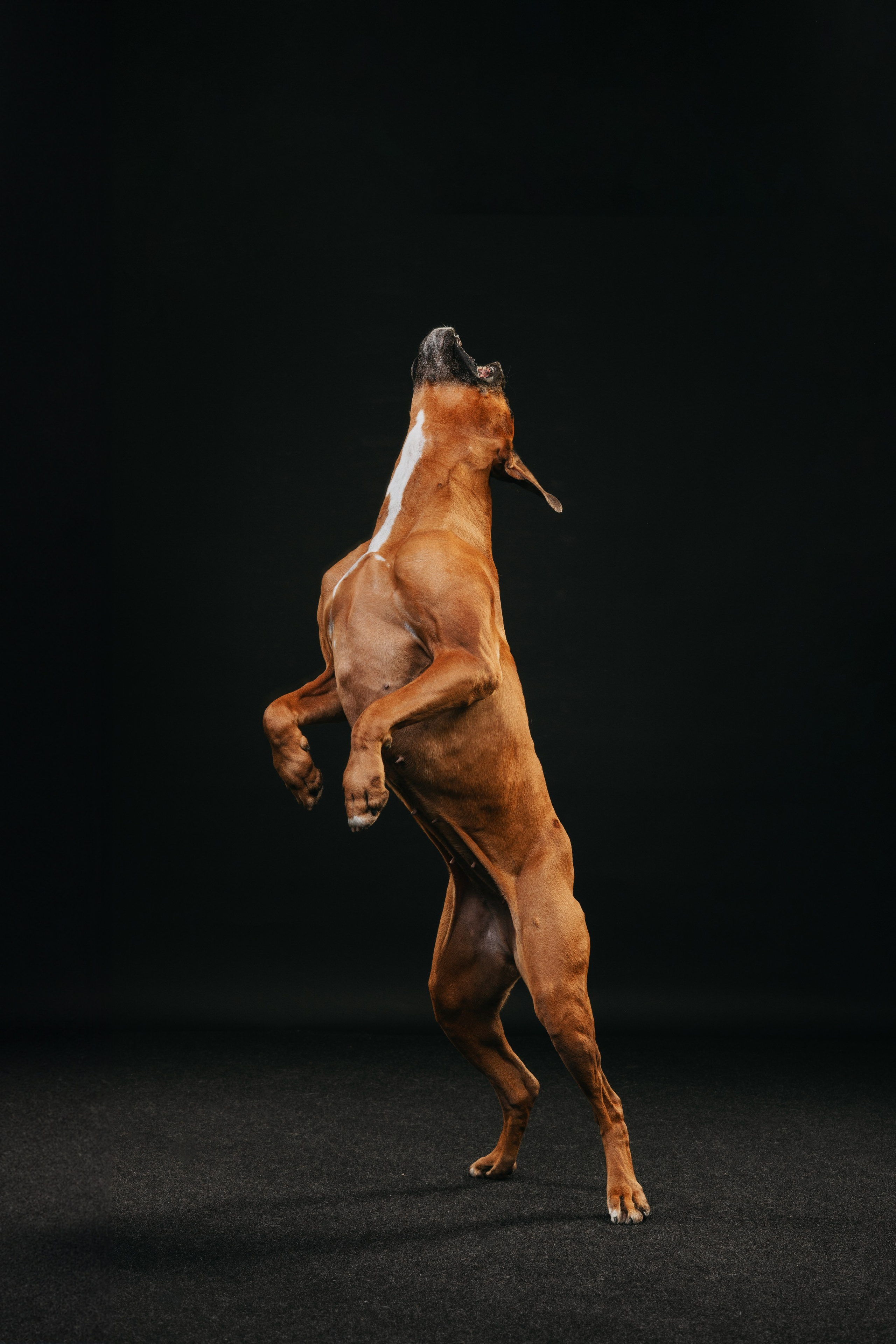 Боксер Челси. Фотограф анималист Осипчикова Мария