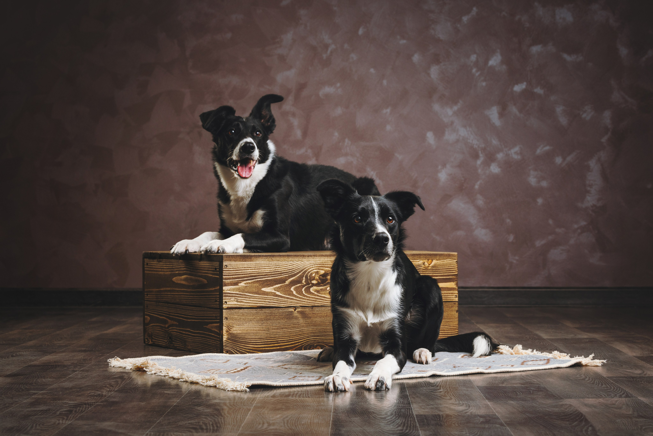 Бордер-колли. Фотограф анималист Осипчикова Мария