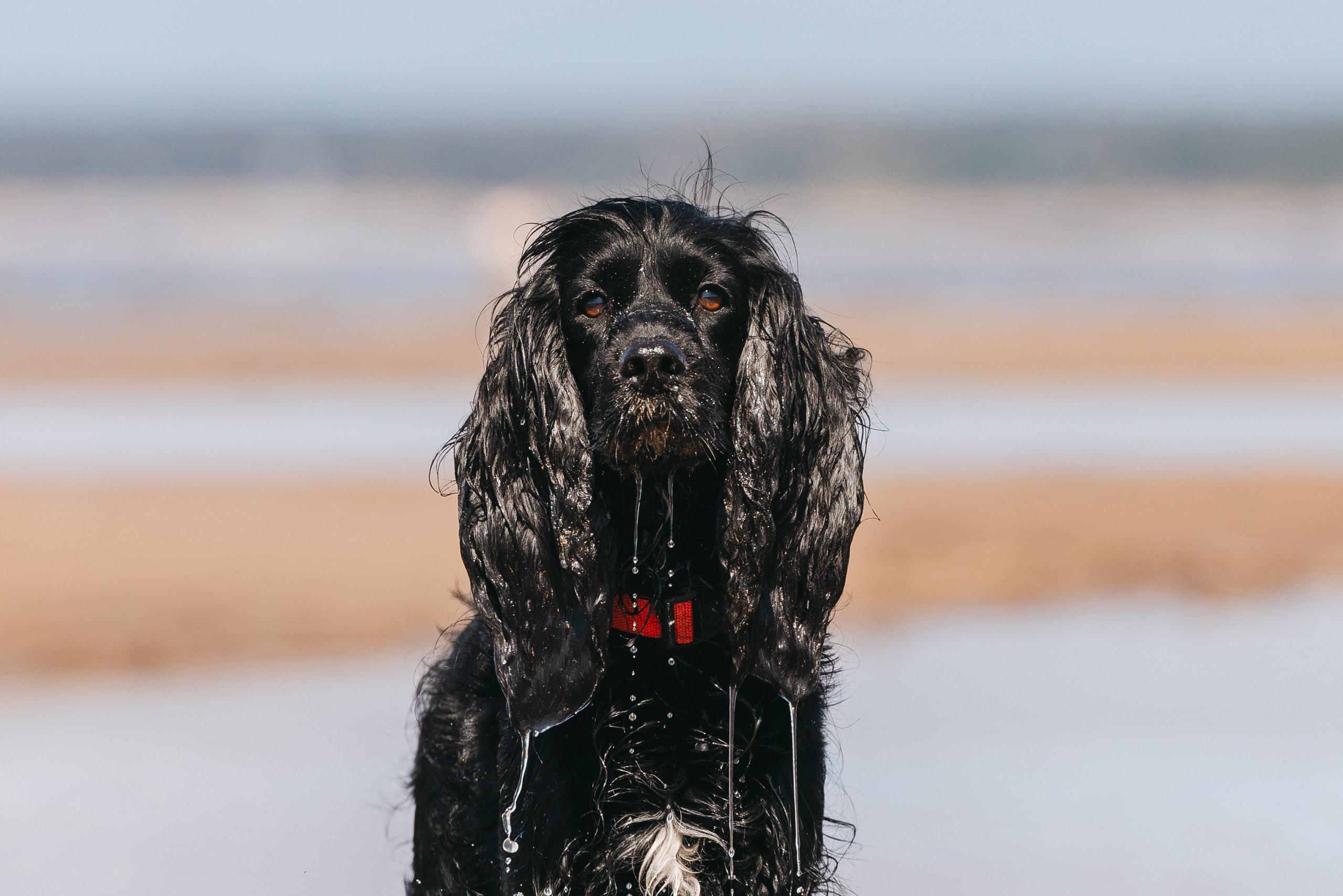 Спанимания. Фотограф анималист Осипчикова Мария