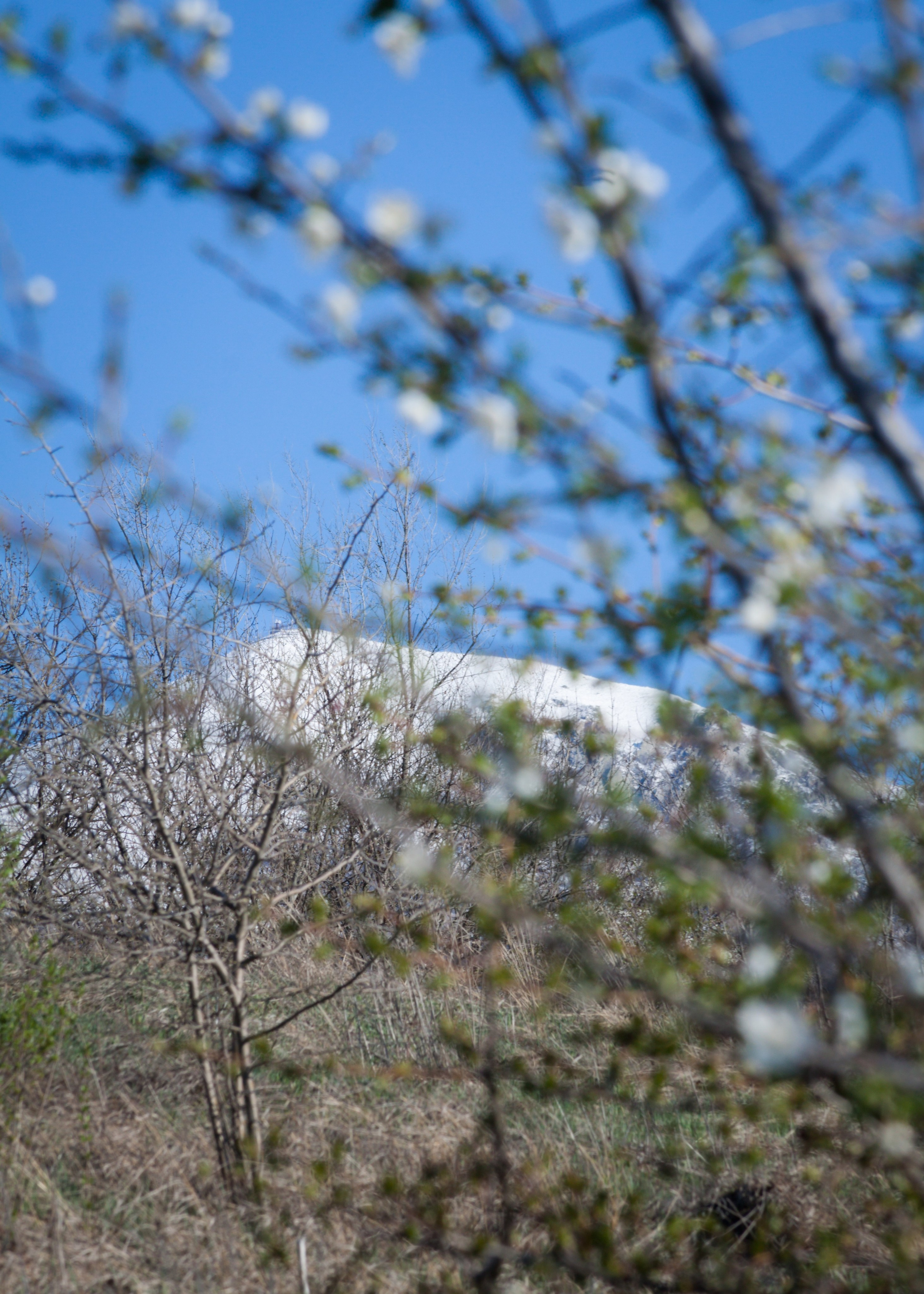 Цветущие деревья на фоне горы Бештау