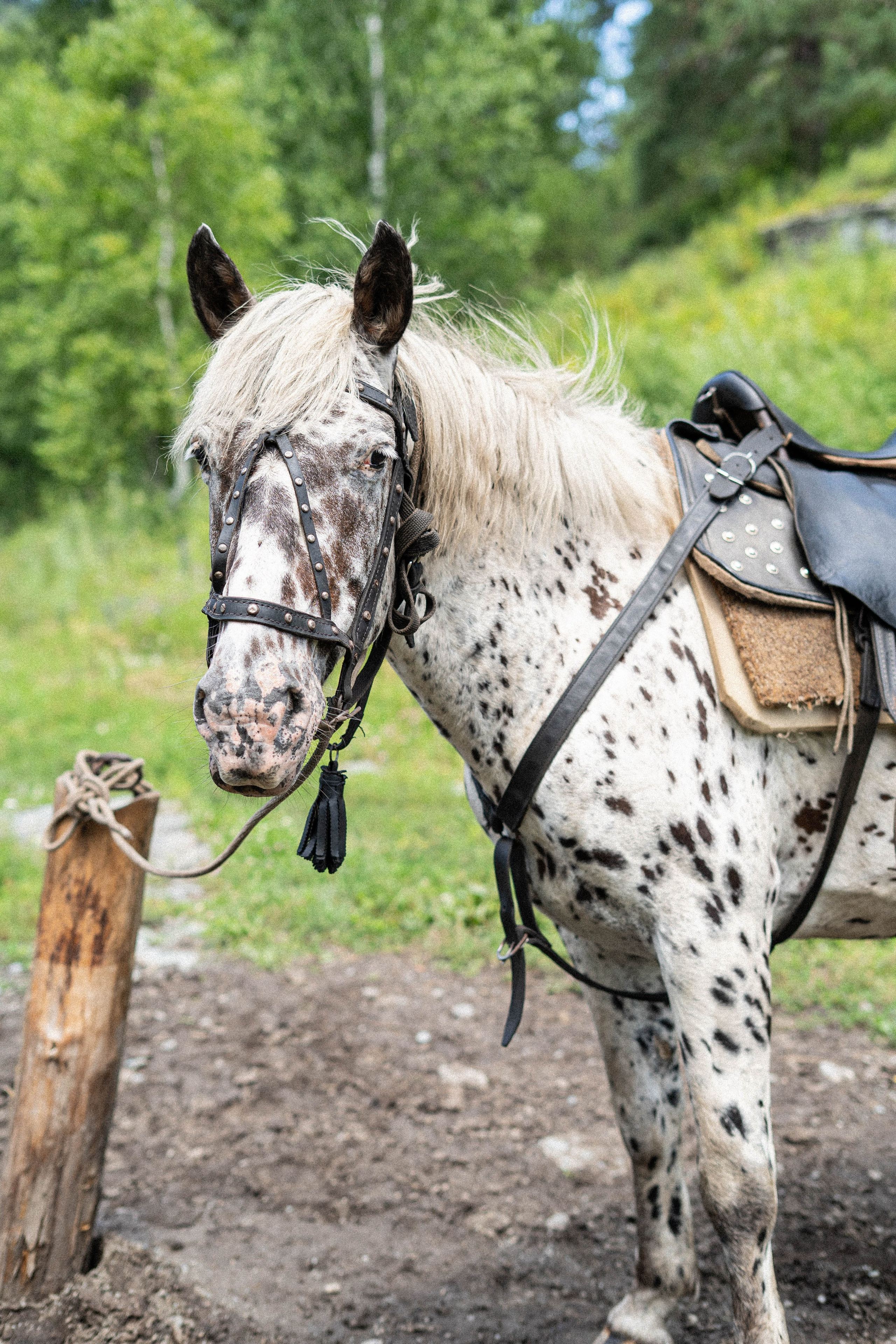 Фотосессия на природе Новосибирск Краснообск