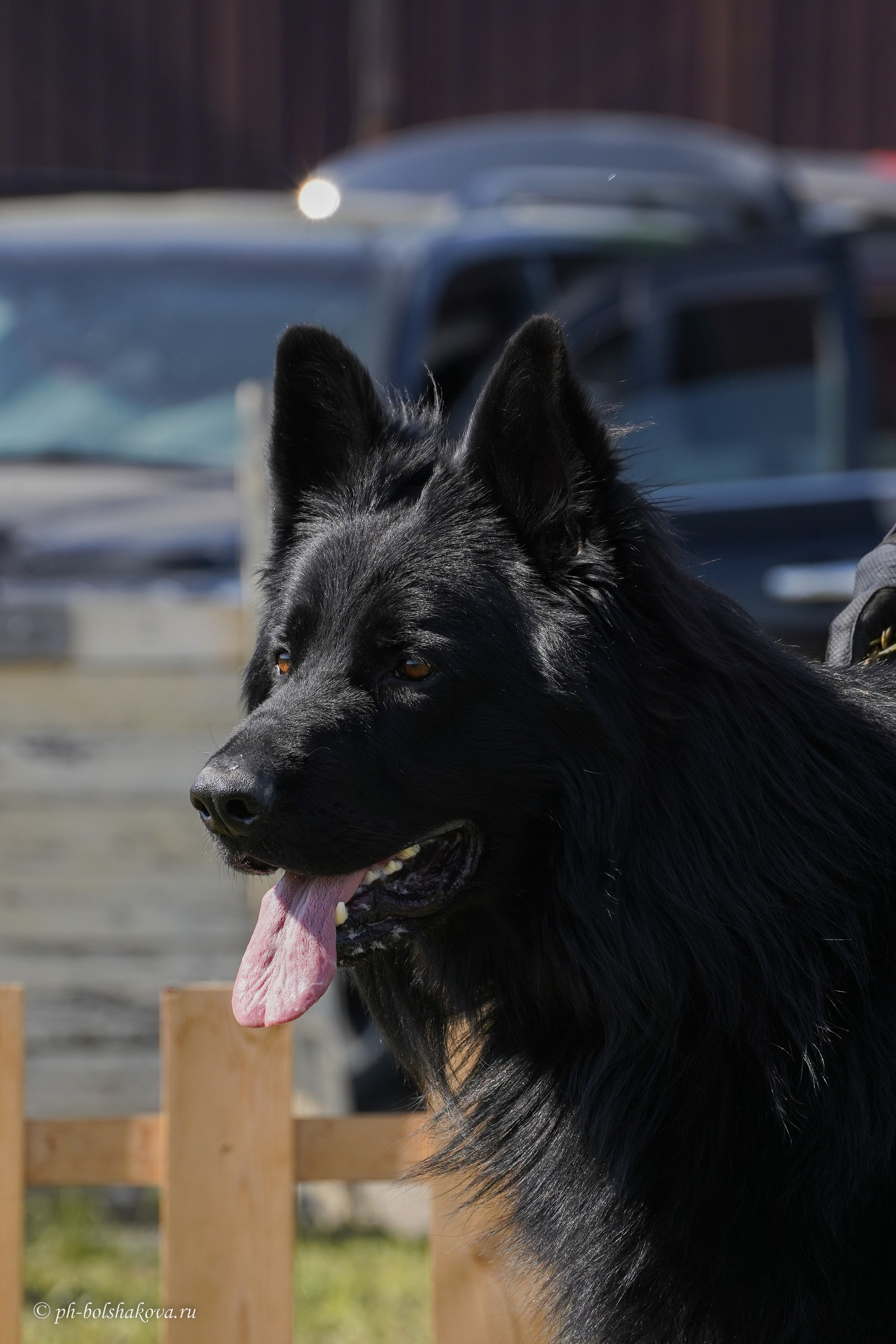Монопородная выставка НО. Фотограф-анималист Анастасия Большакова