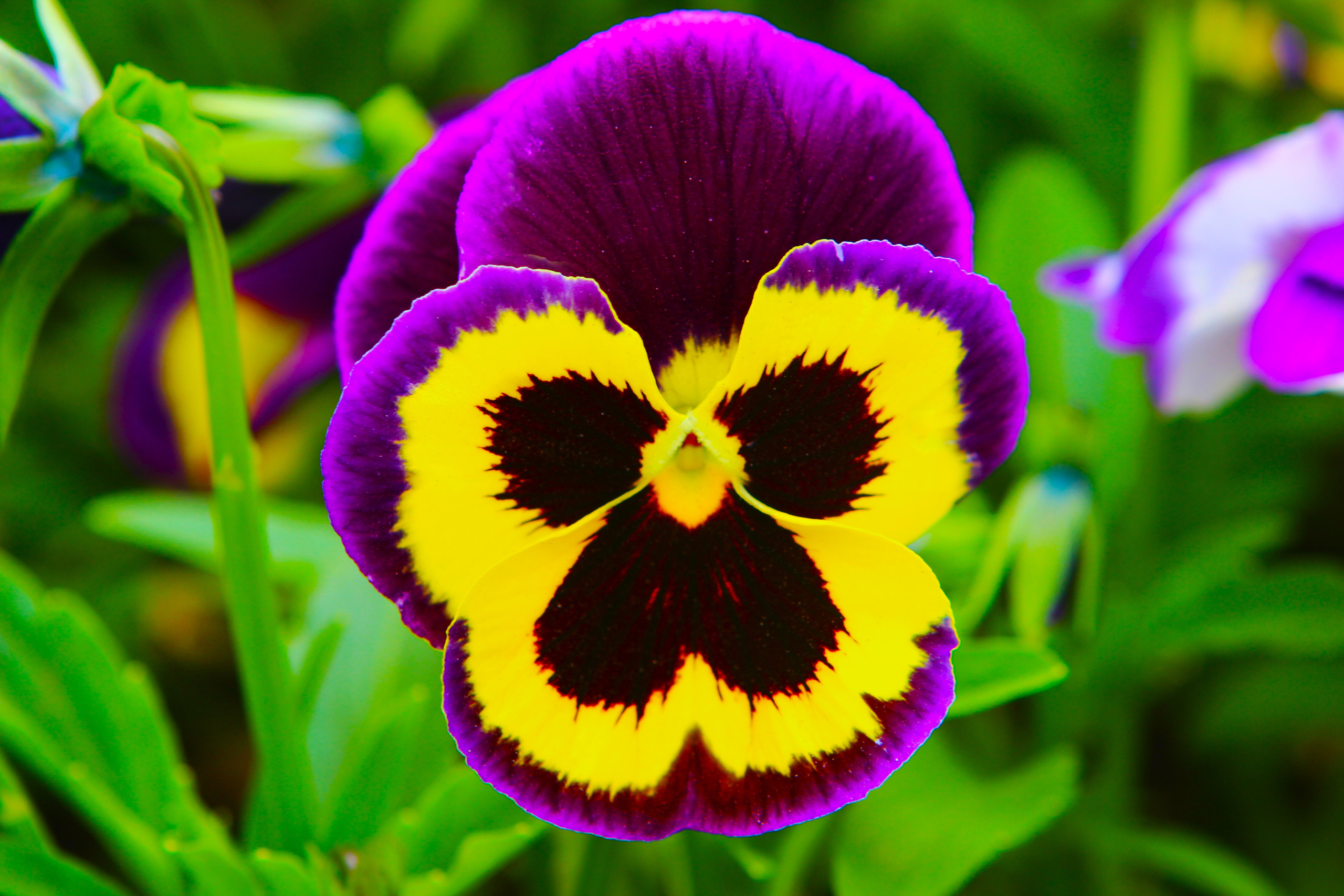 Природа. Свадебный фотограф Расторгуев Дмитрий