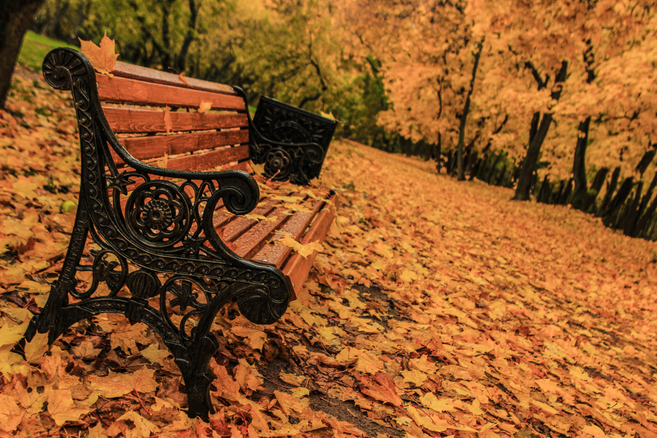 Природа. Свадебный фотограф Расторгуев Дмитрий