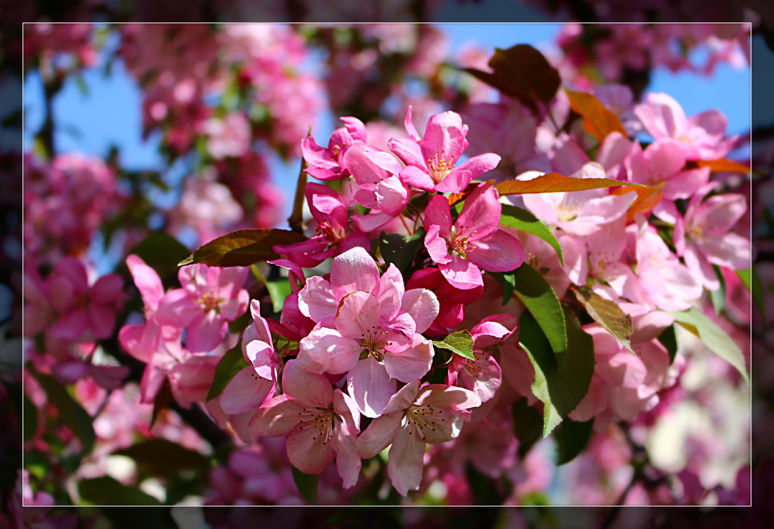 Природа. Свадебный фотограф Расторгуев Дмитрий