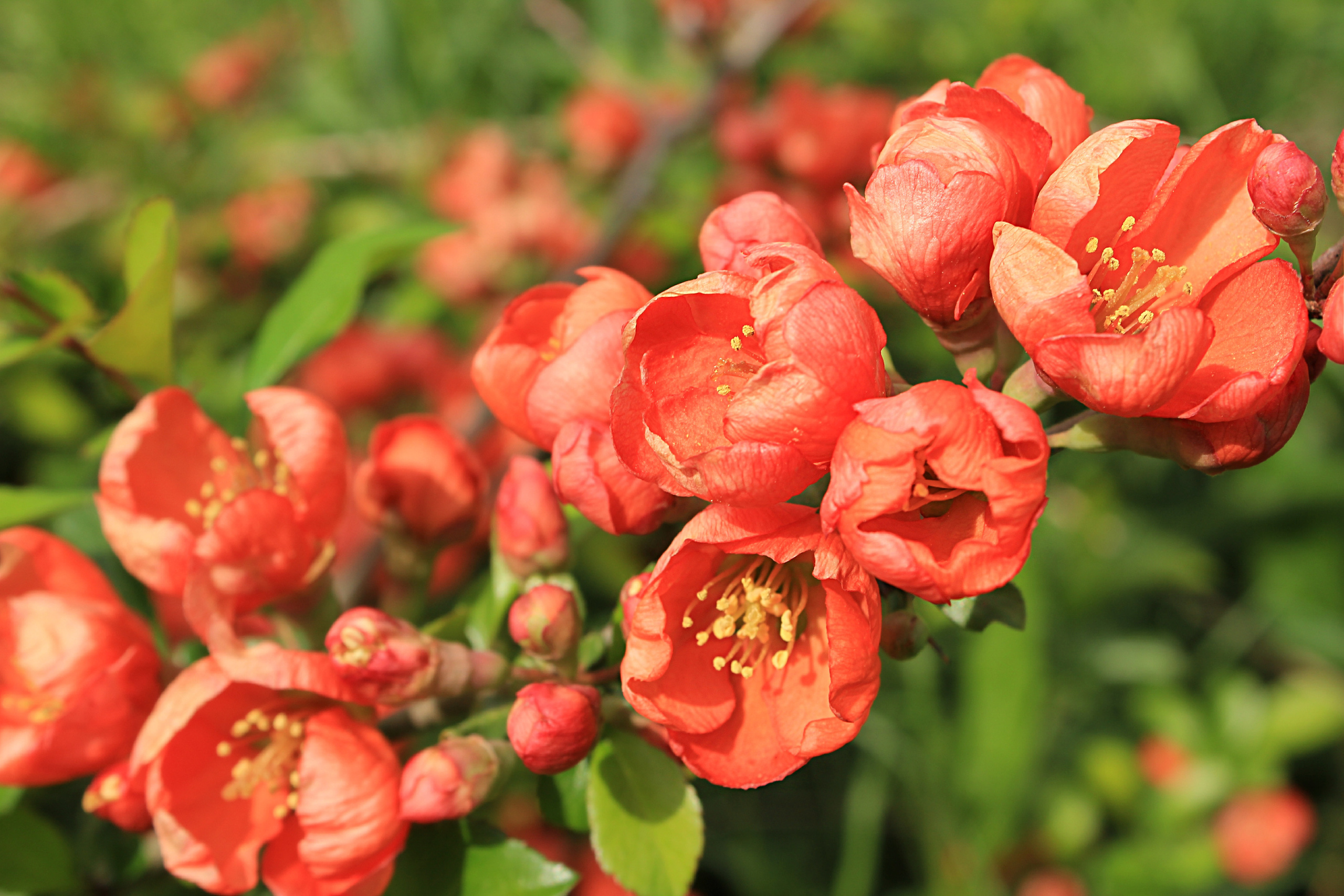 Природа. Свадебный фотограф Расторгуев Дмитрий