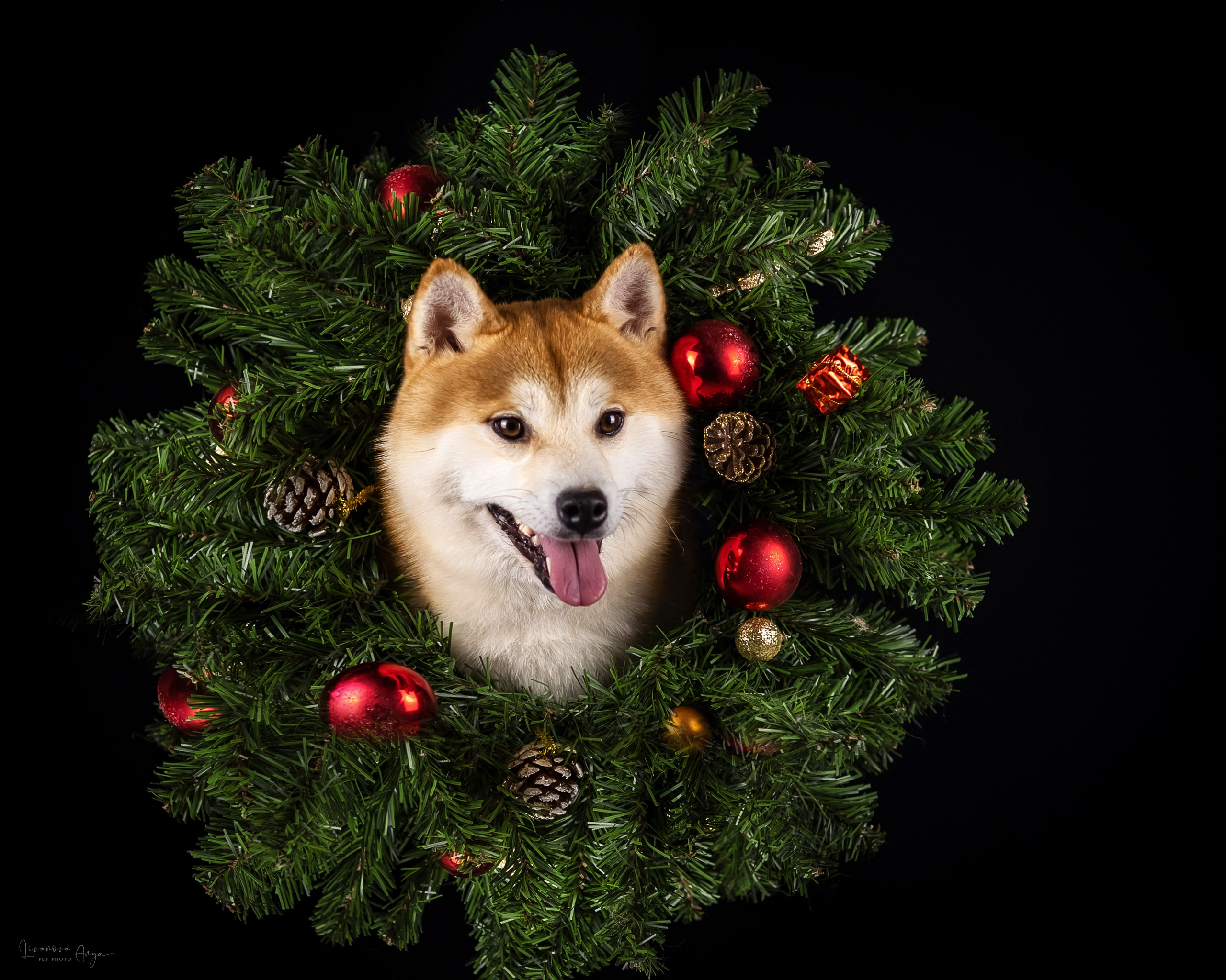 Фотодень_3 2025. Фотограф анималист Аня Ливанова | Рыбинск