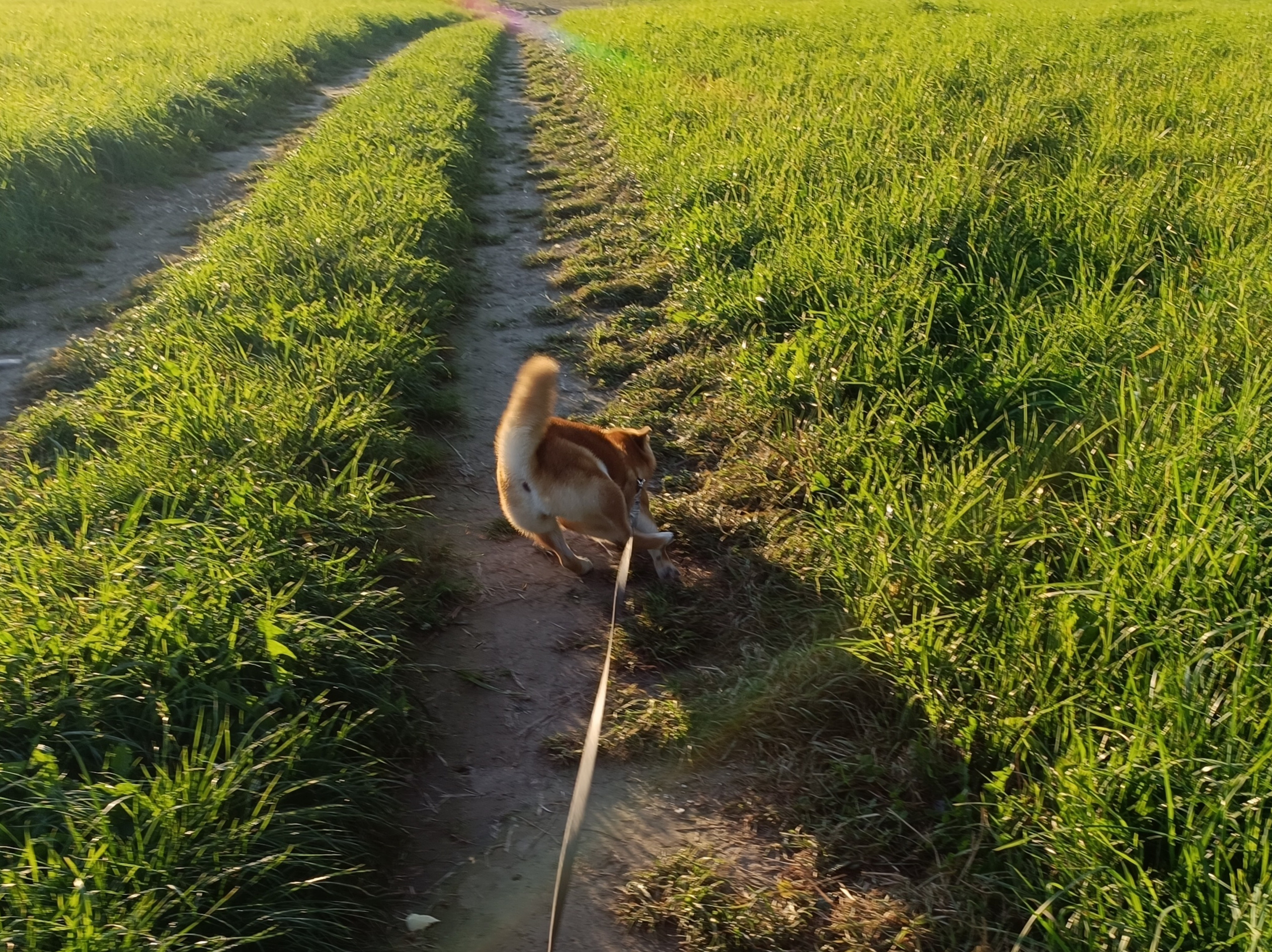 Сиба Rubylight Ellis питомник Рубилайт