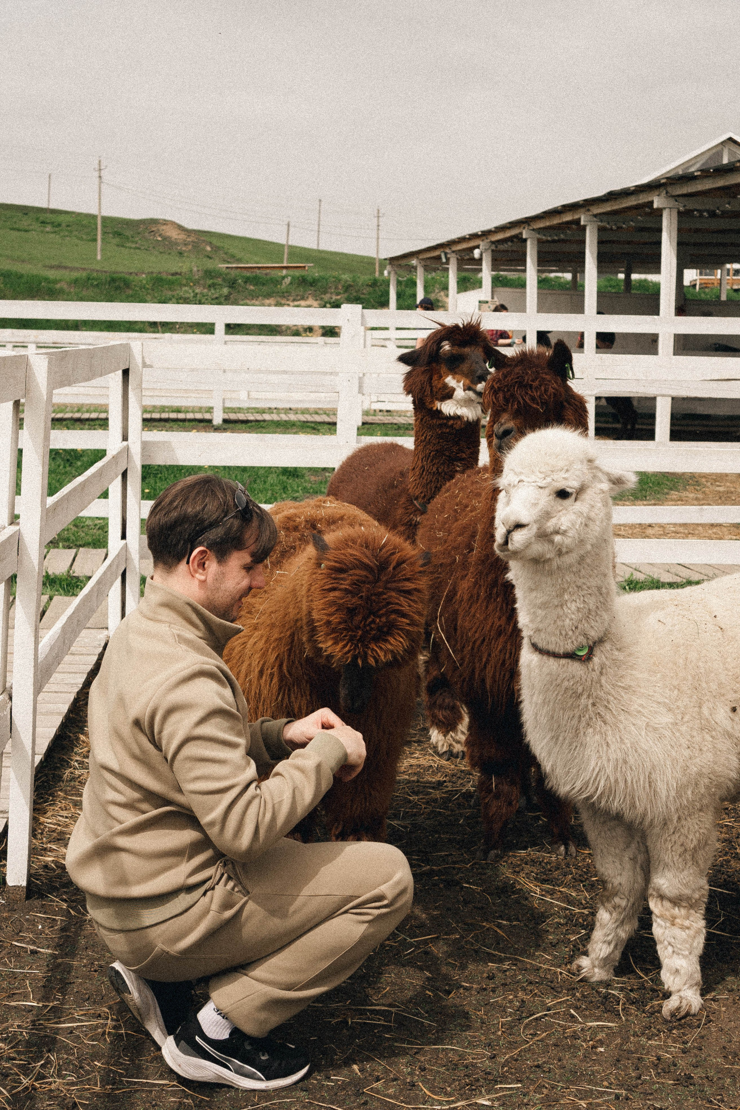 Ферма Альпак. Профессиональный фотограф, Санкт-Петербург — Виктория Богомолова