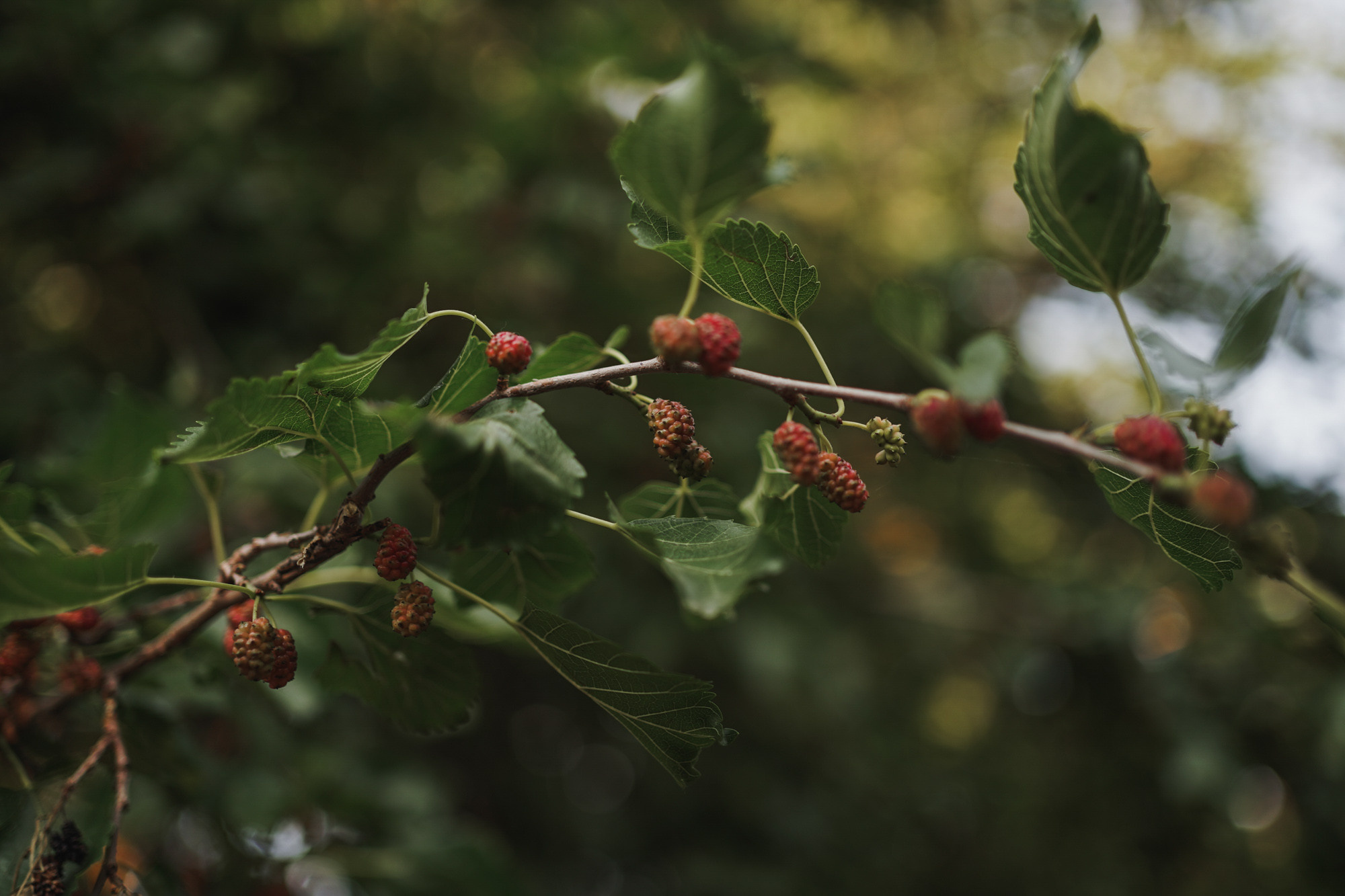 Маша и Саша. Свадебный фотограф в Краснодаре и Сочи Винидиктова Екатерина