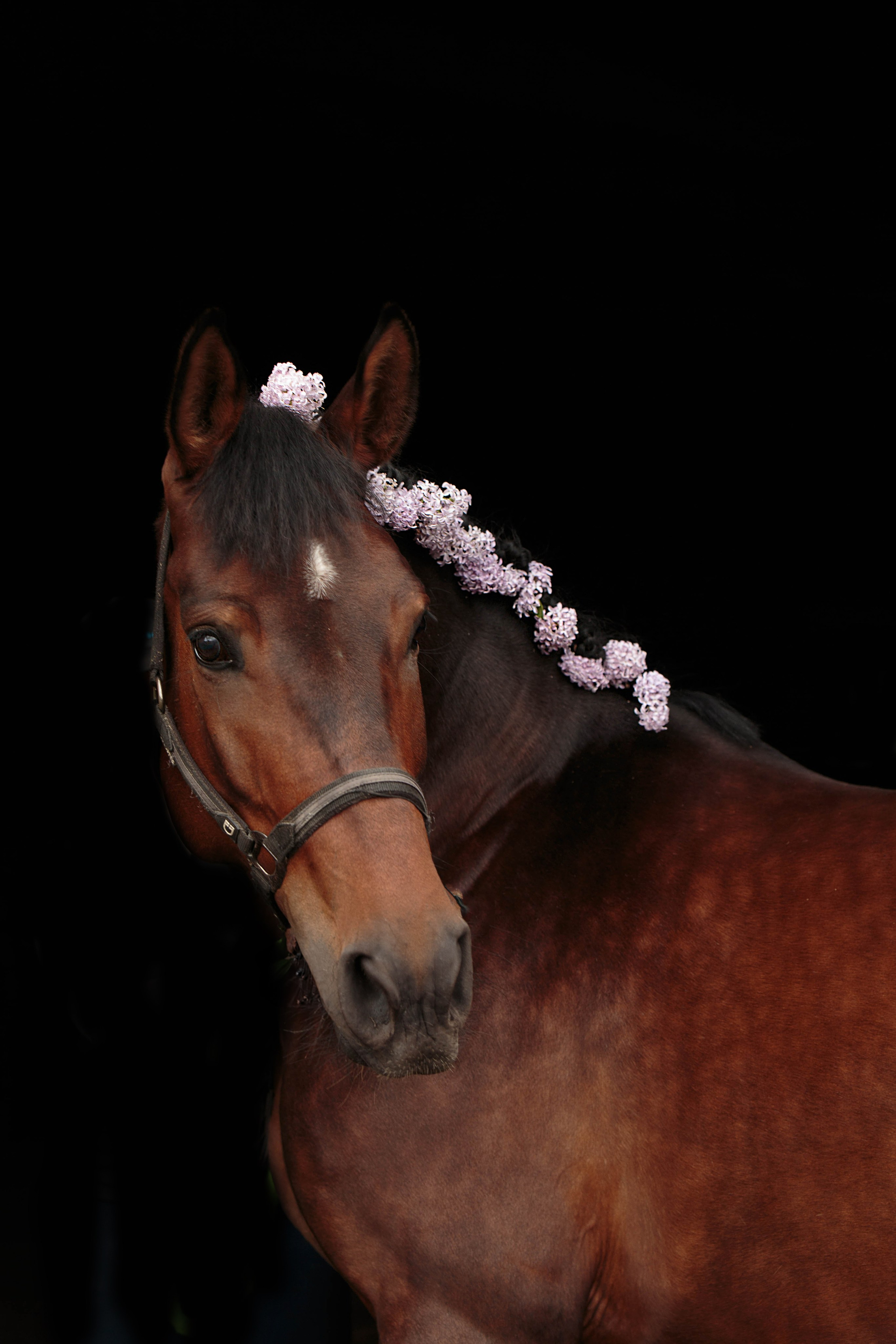 СЪЕМКА ЛОШАДЕЙ. Конный фотограф в Красноярске — Любовь Похабова