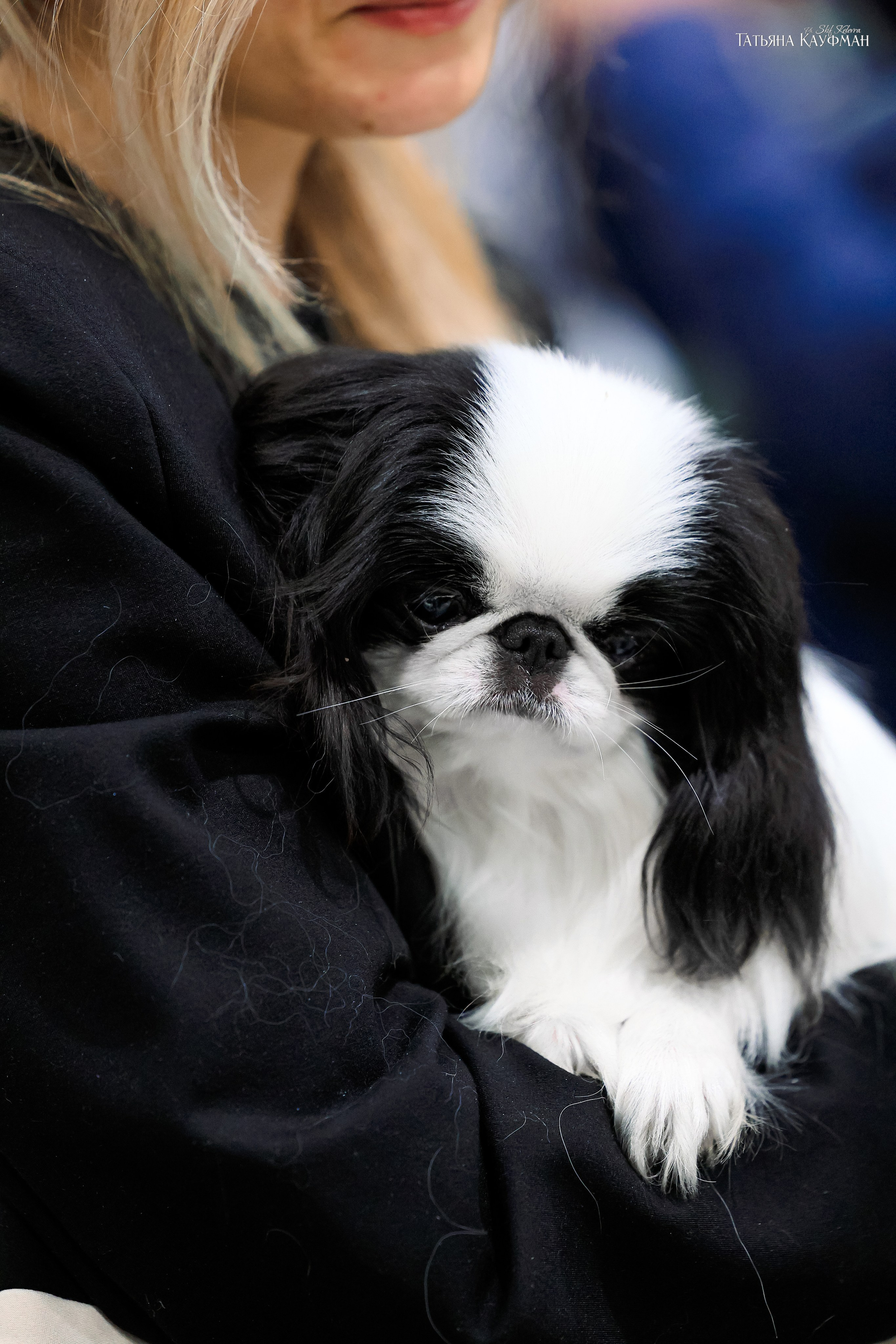 28-29.03.2026 Рейтинговая выставка в Новосибирске. Фотограф Анималист из Новосибирска Татьяна Кауфман