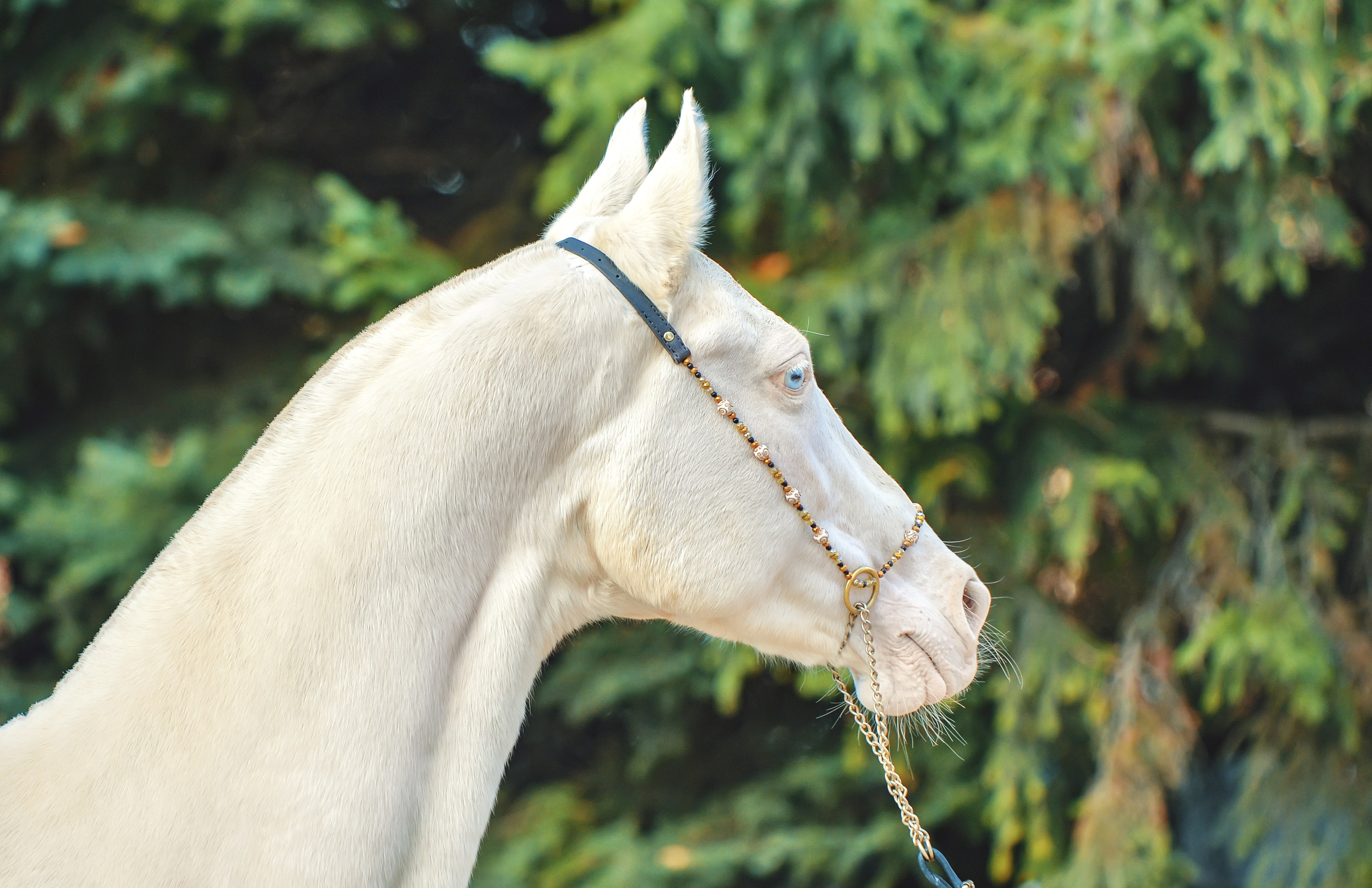Съёмка лошадей. Конный портретный фотограф Наталья Шелест