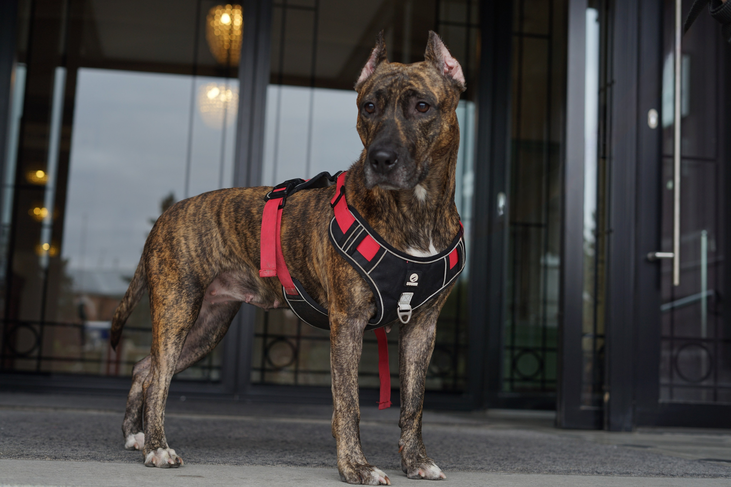 Любимые хвостики