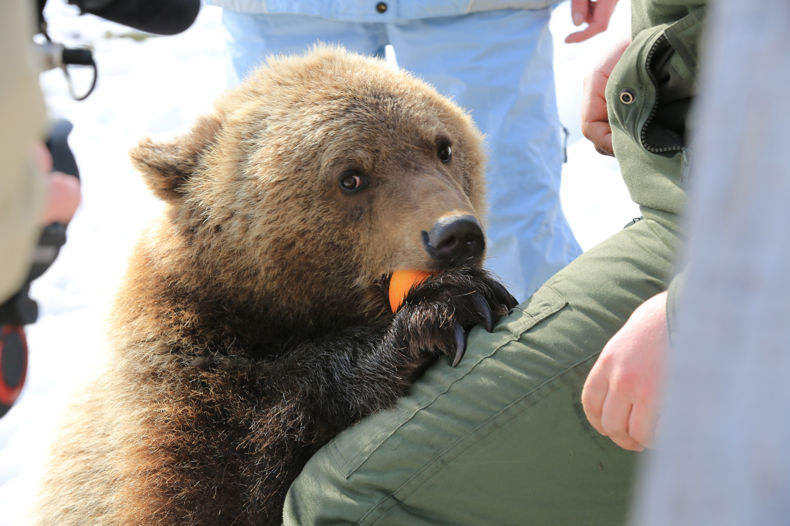 Медведь Мансур. Фотоальбом показывающий увлекательный мир авиации и мир медведей Андрея Иванова