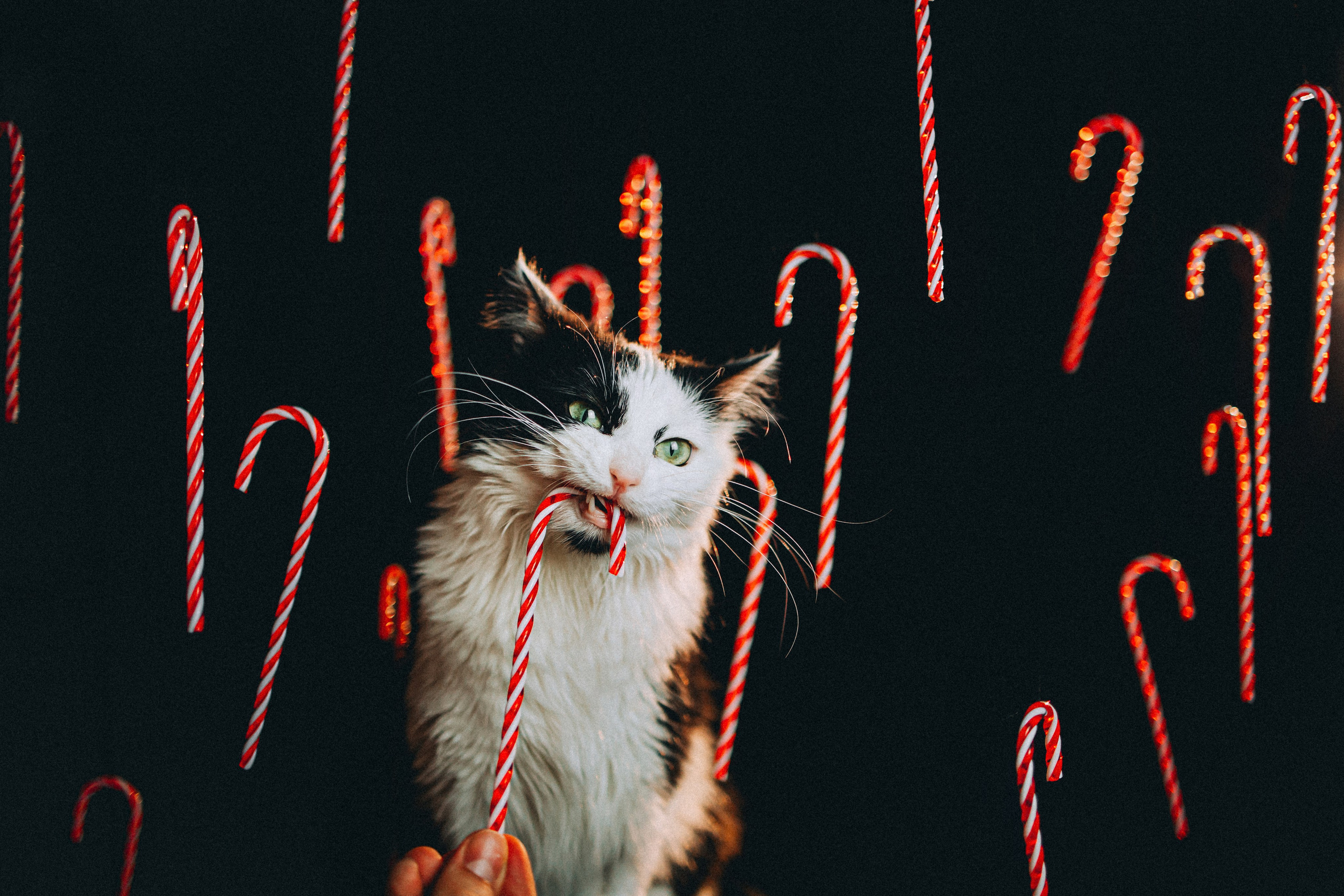 Джек, Бет и Кову