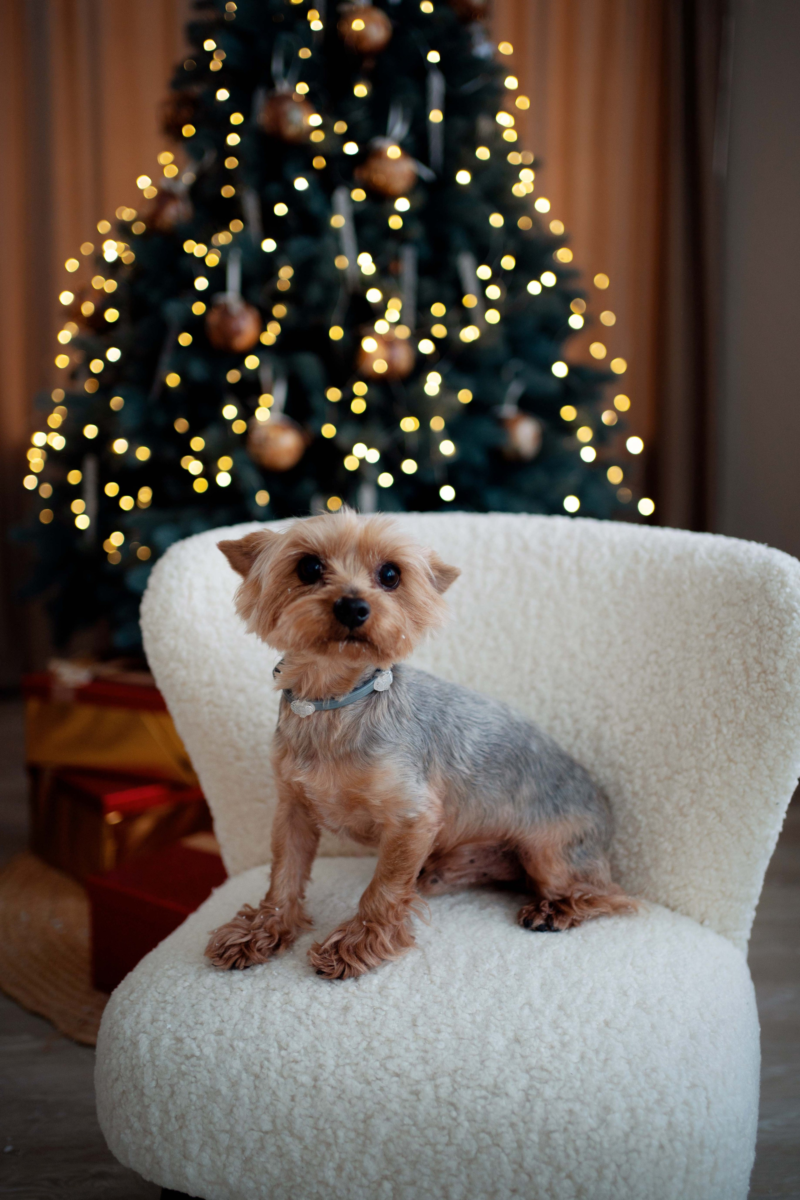 Новогодняя фотосессия в студии ZOOM. Семейный и детский фотограф в Москве Екатерина Офицерова