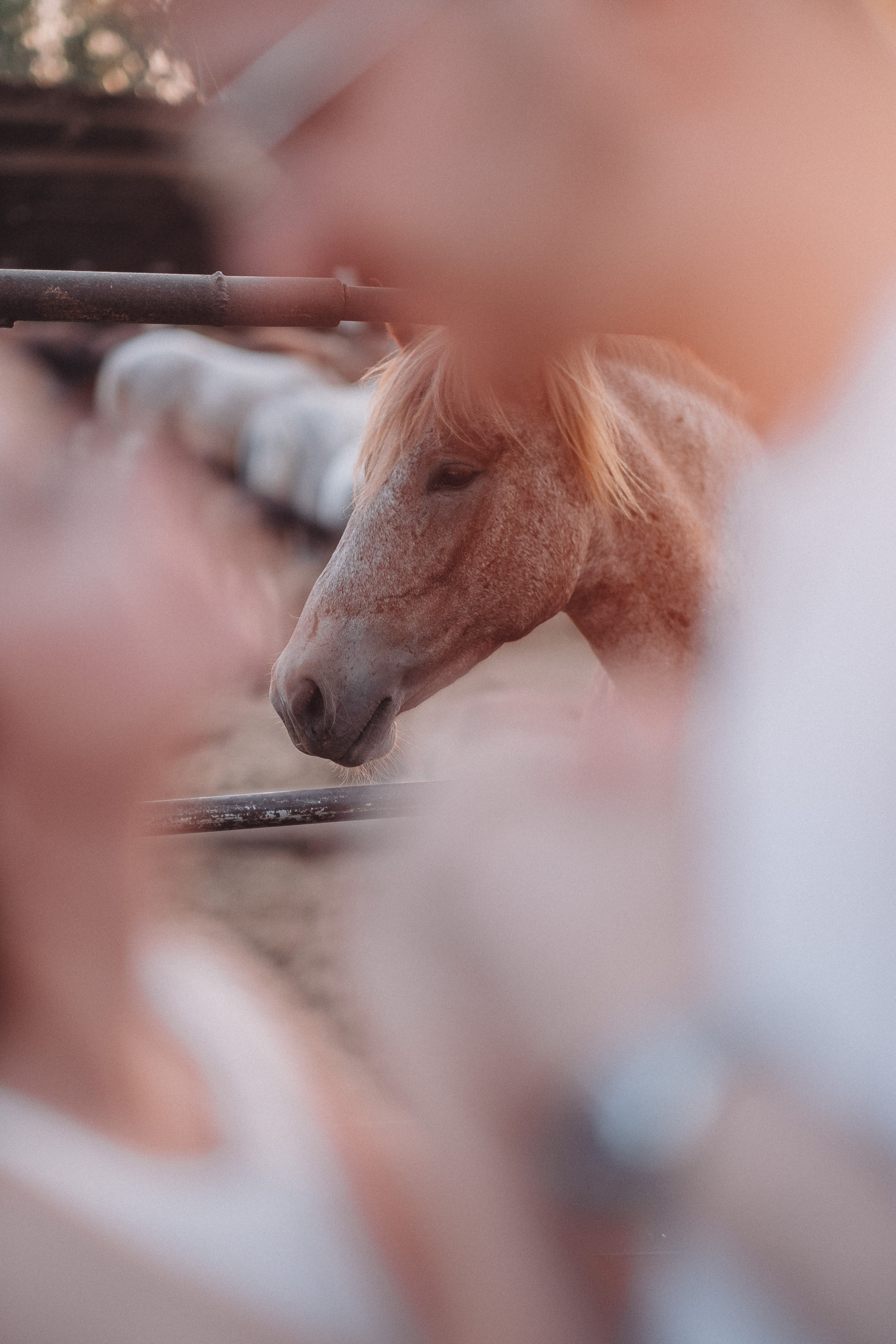 Саша & Таня. Свадебный и семейный фотограф в Казани и Зеленодольске Ланочкин Илья