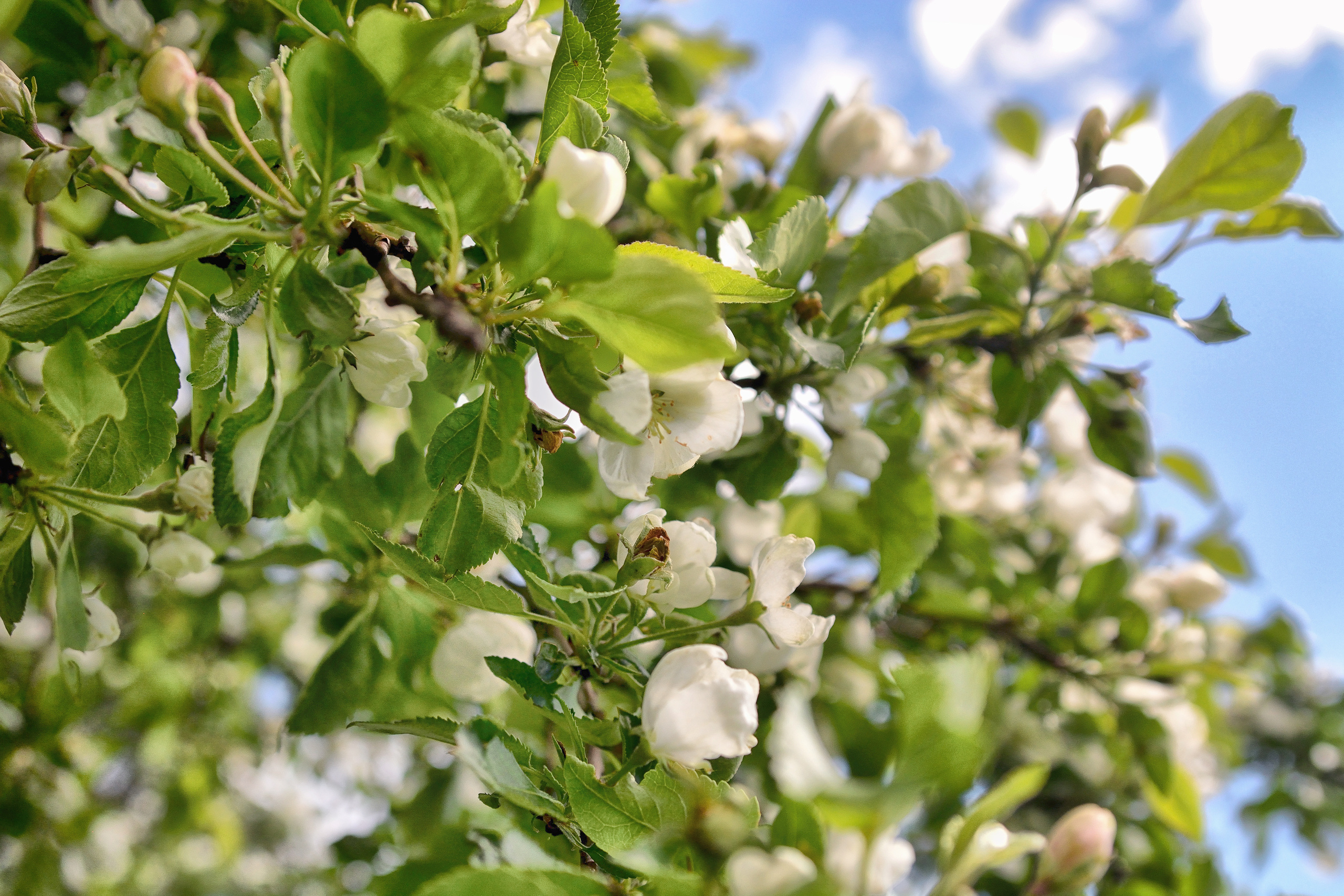 Пейзажи. Свадебный фотограф Олег Шатохин  Москва и Московской область