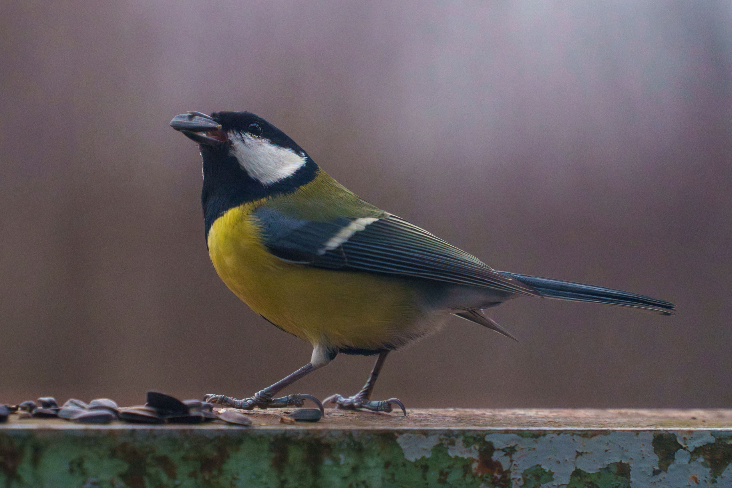 Animals — Животные