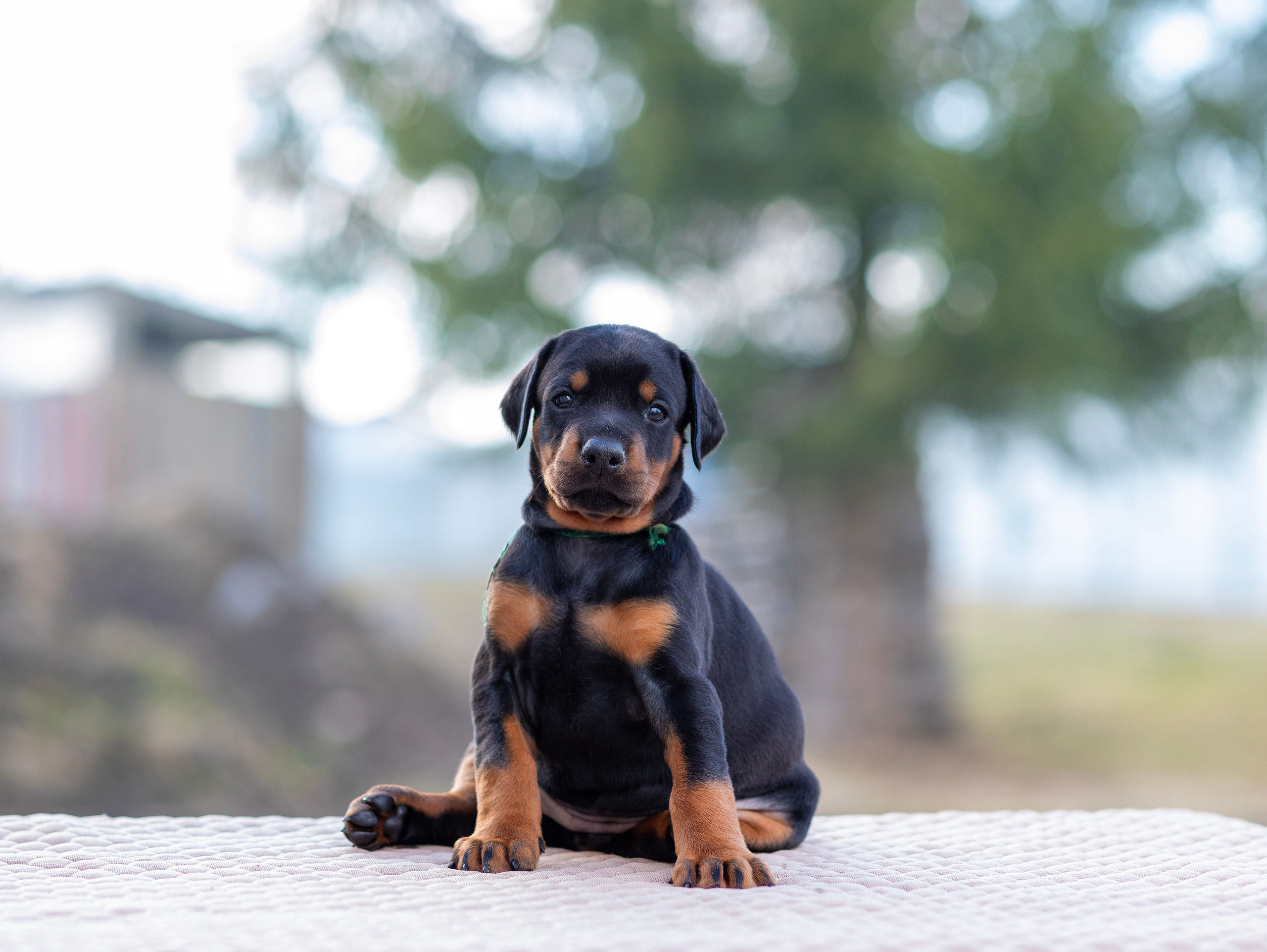 Доберман. Фотограф — анималист Татьяна Ли