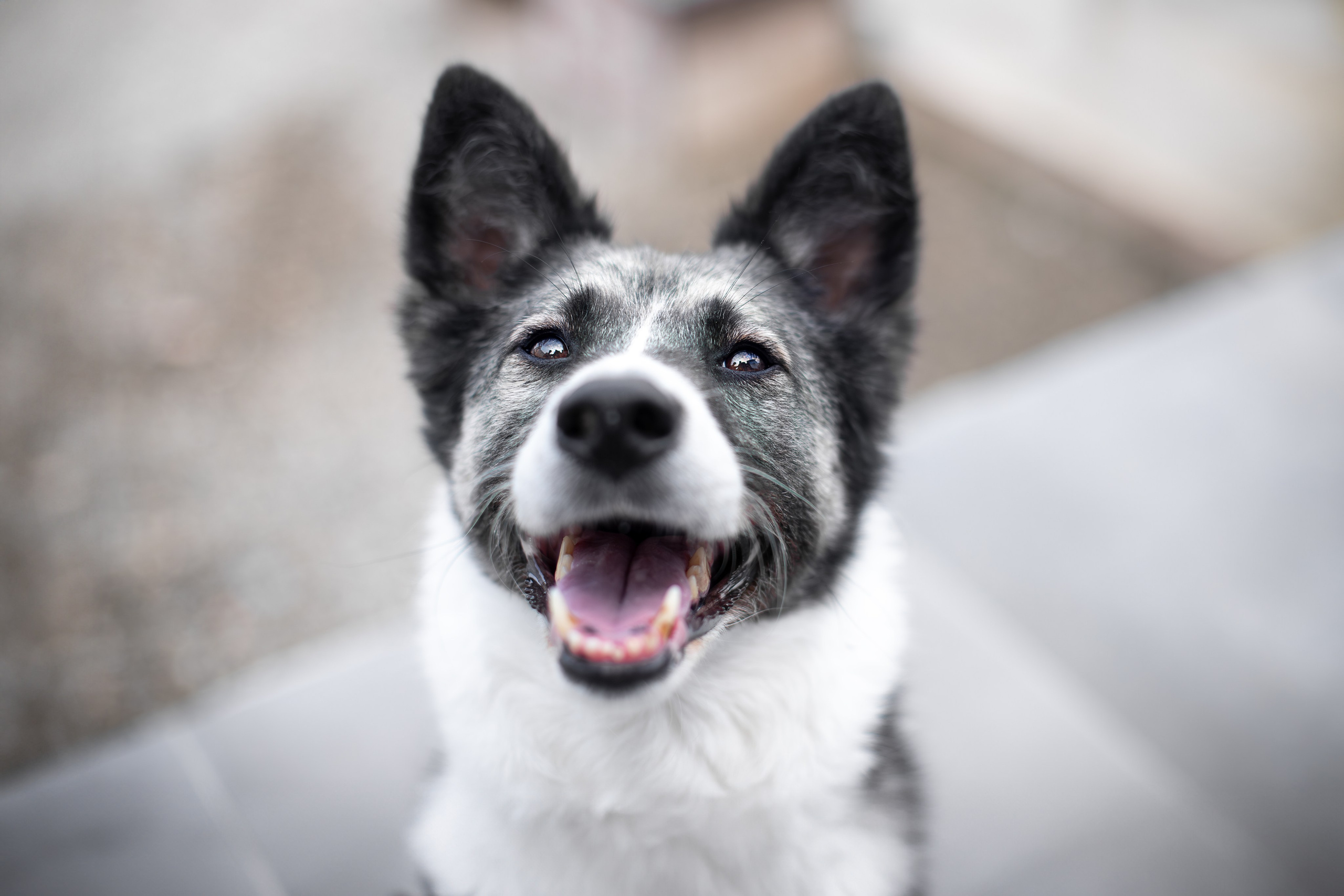 Мини-приют «Возрождение». Ирина Голомб|Фотограф-анималист в  Сочи и Калининграде