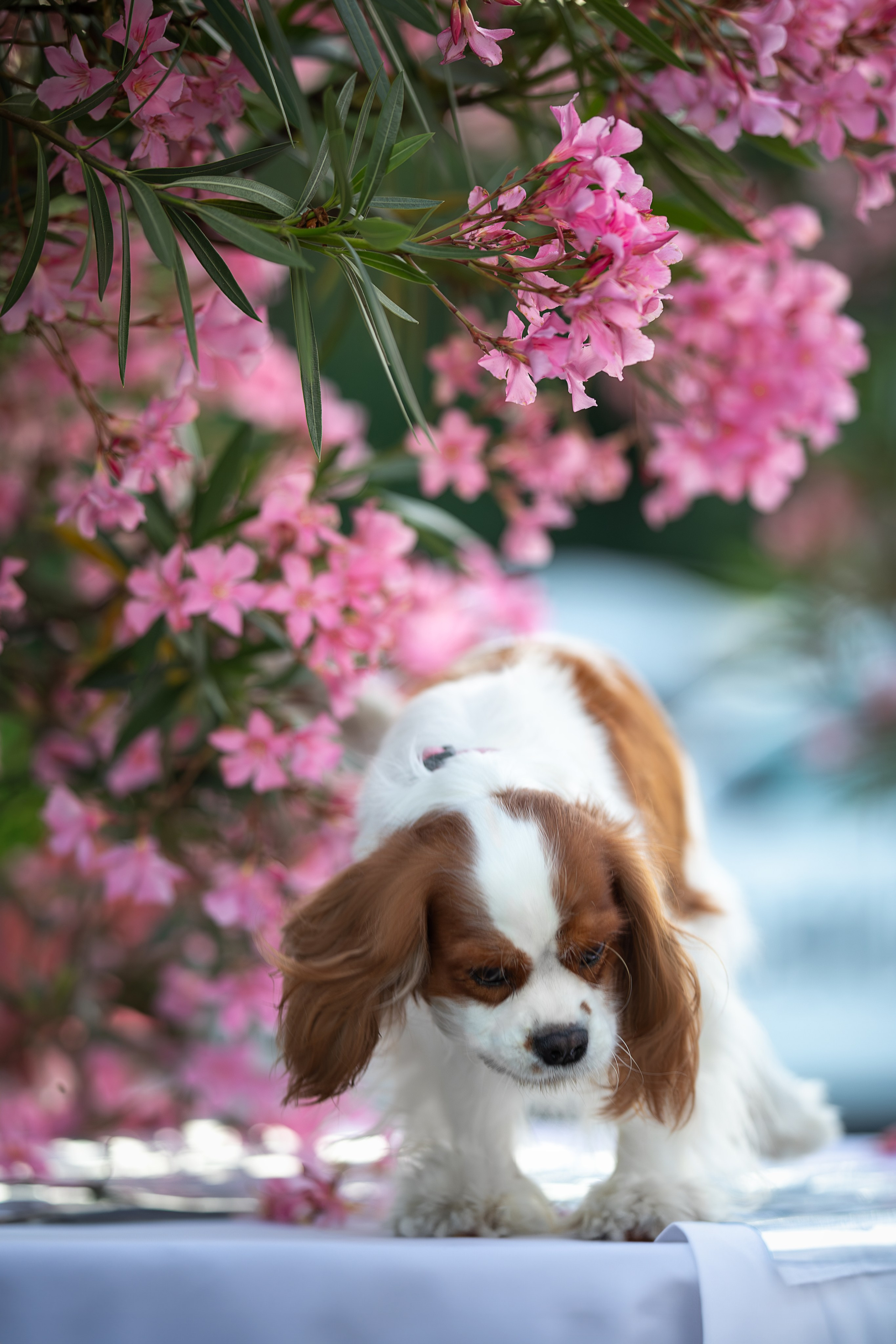 Нюша, Кавалер Кинг Чарльз Спаниель. Ирина Голомб|Фотограф-анималист в  Сочи и Калининграде