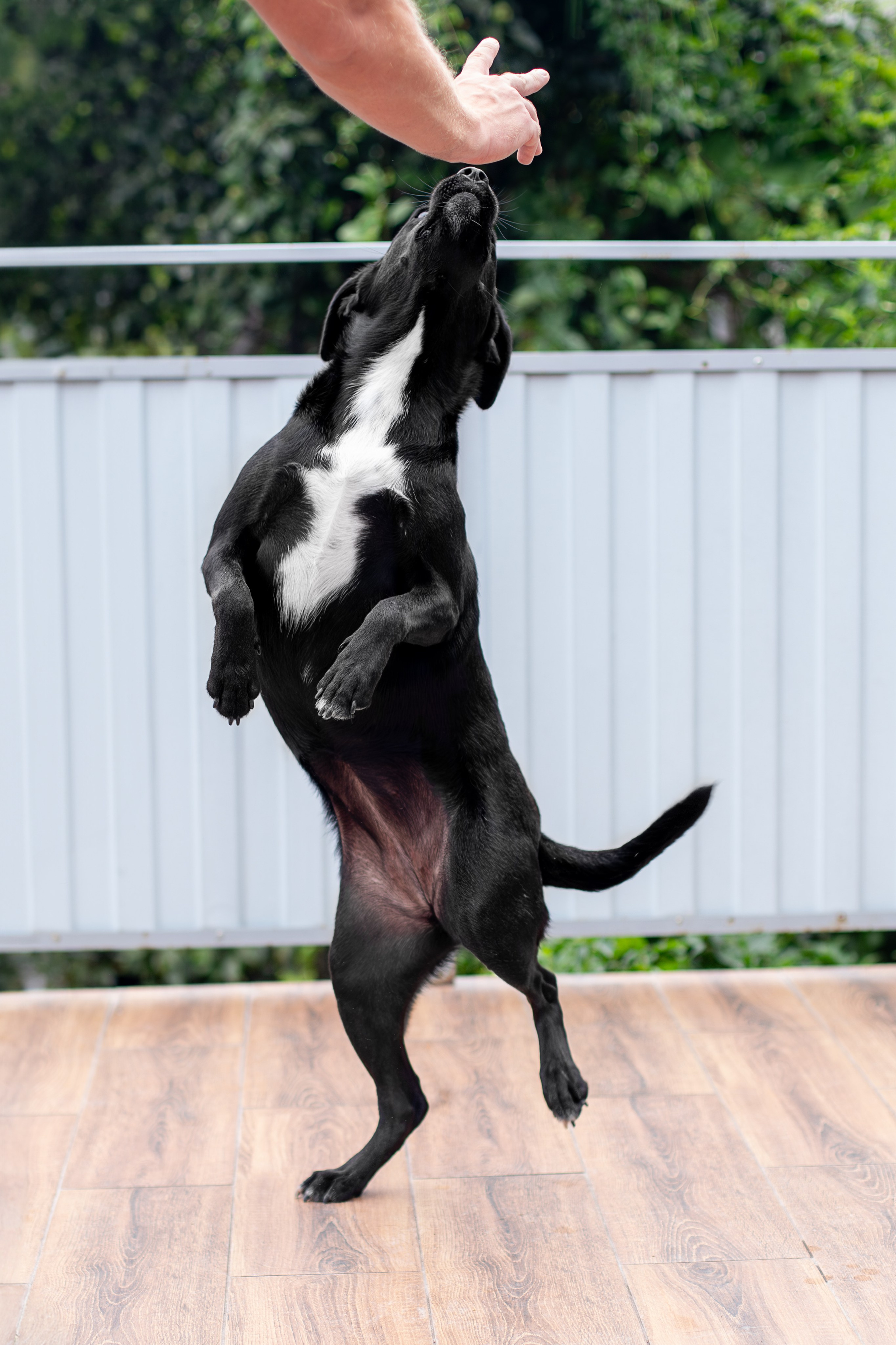 Мини-приют «Возрождение». Ирина Голомб|Фотограф-анималист в  Сочи и Калининграде