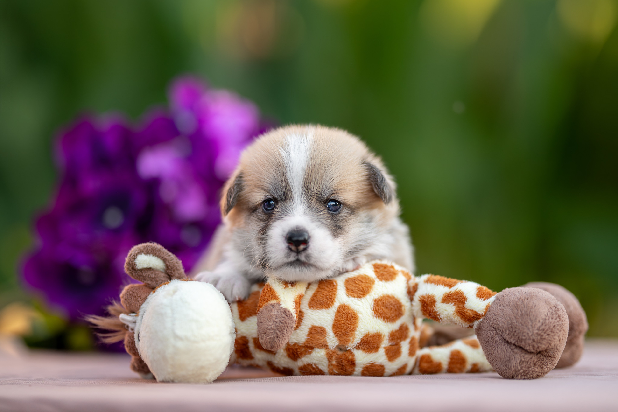 Малыши коржики. Ирина Голомб|Фотограф-анималист в  Сочи и Калининграде
