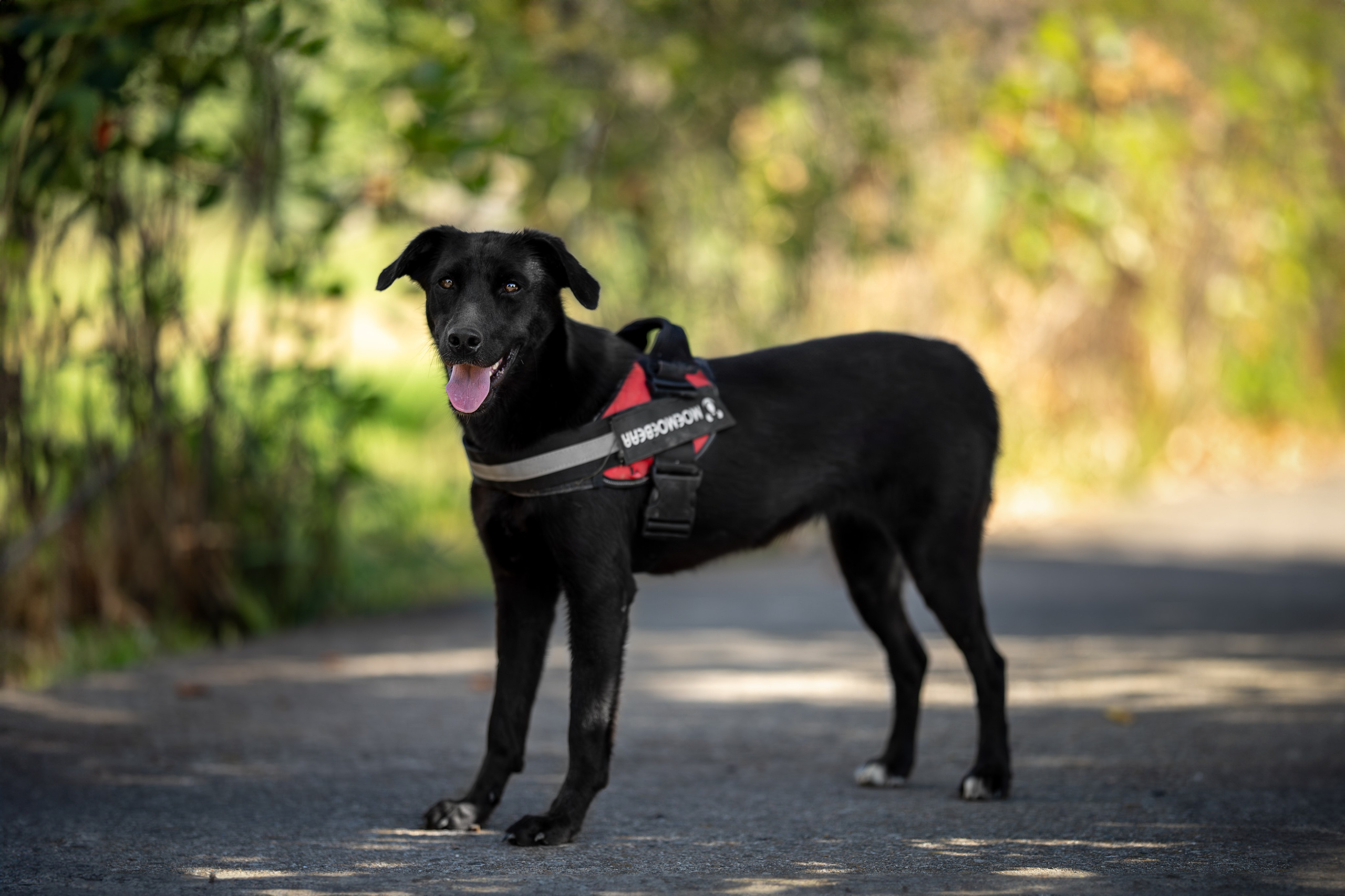 Кураторские питомцы Сириус. Ирина Голомб|Фотограф-анималист в  Сочи и Калининграде