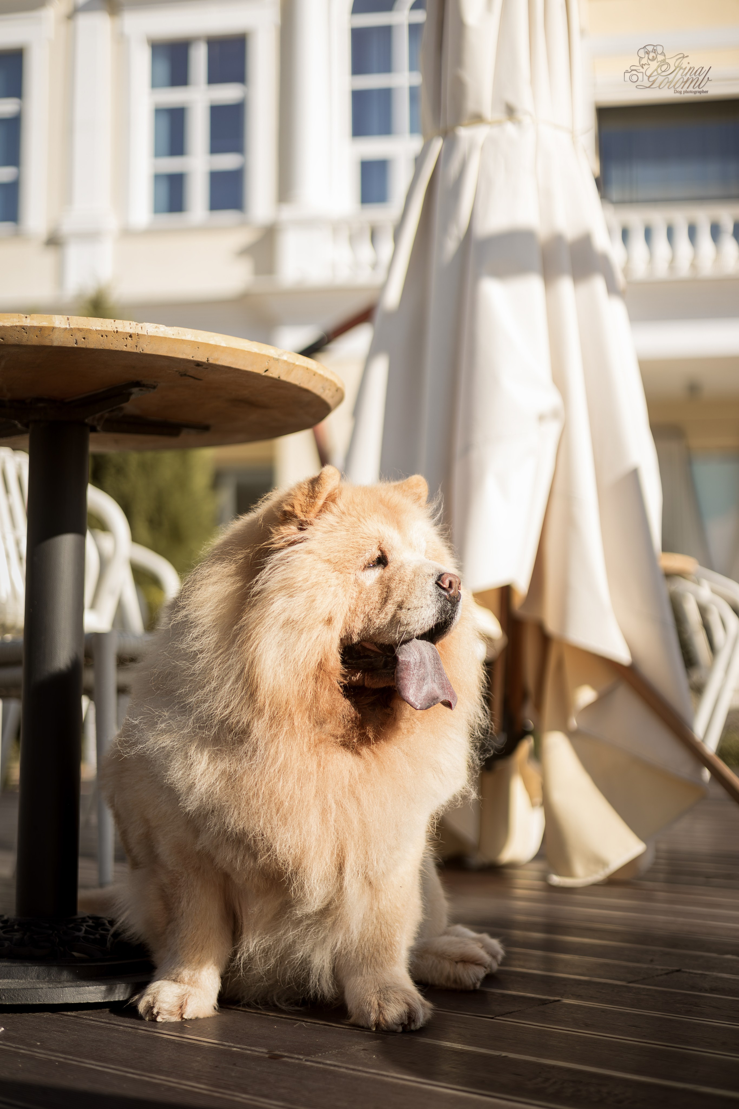 Дана и Макс, Чау-чау. Ирина Голомб|Фотограф-анималист в  Сочи и Калининграде