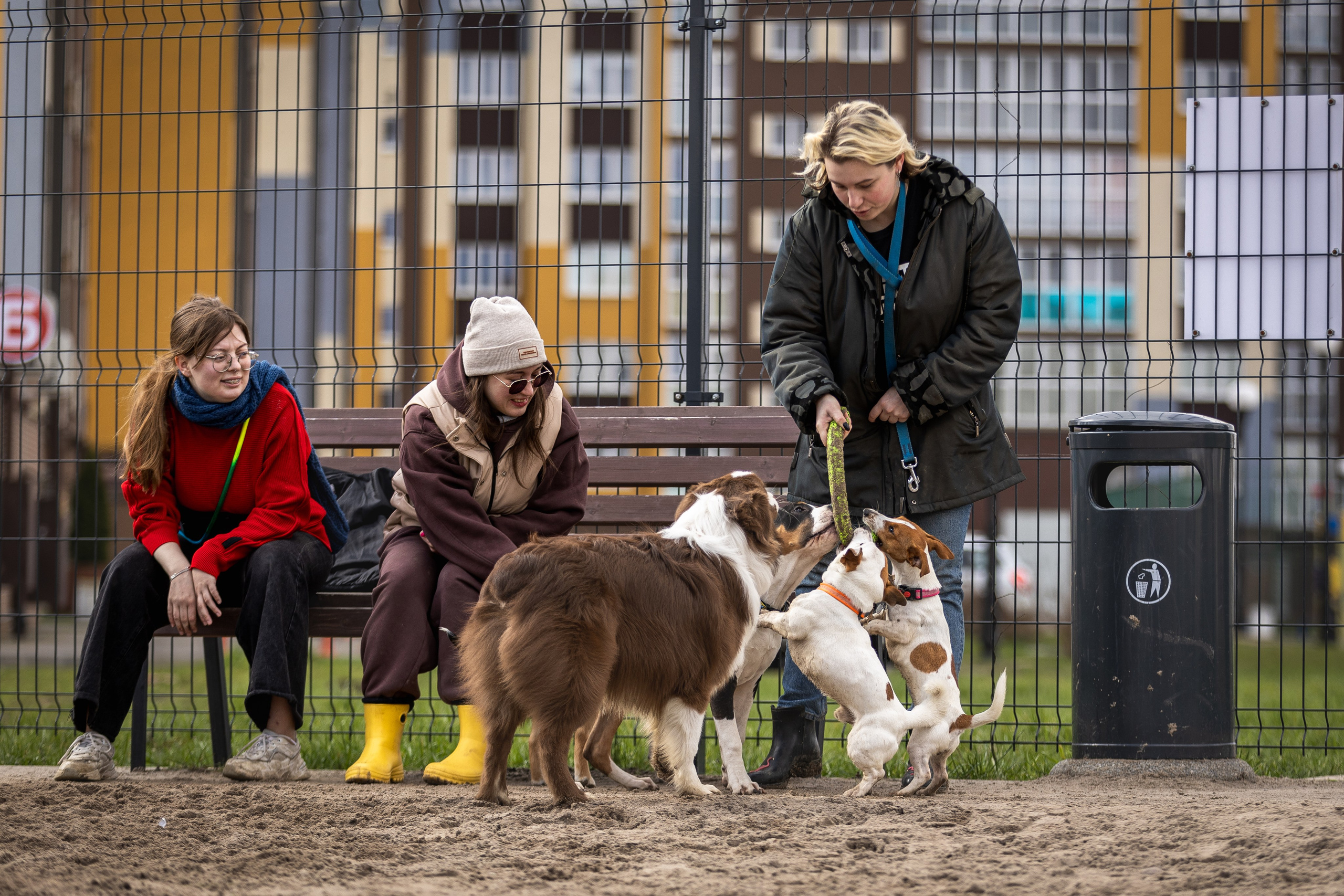 Догтуса 24.03.2024. Ирина Голомб|Фотограф-анималист в  Сочи и Калининграде