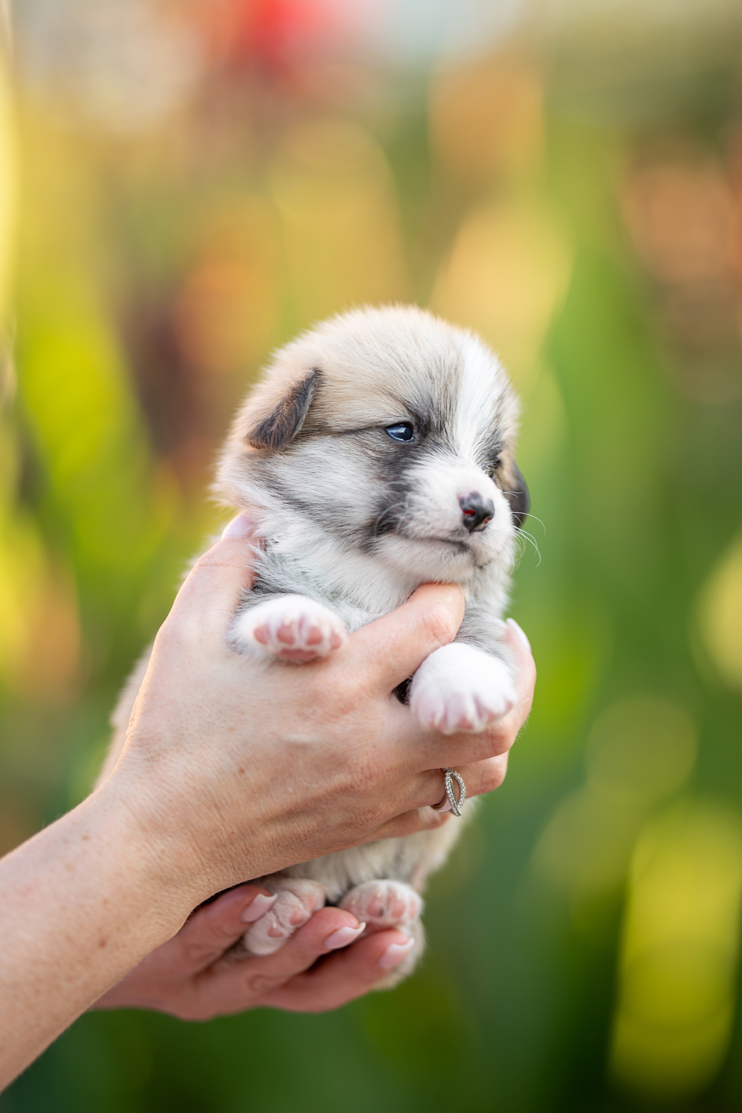 Малыши коржики. Ирина Голомб|Фотограф-анималист в  Сочи и Калининграде