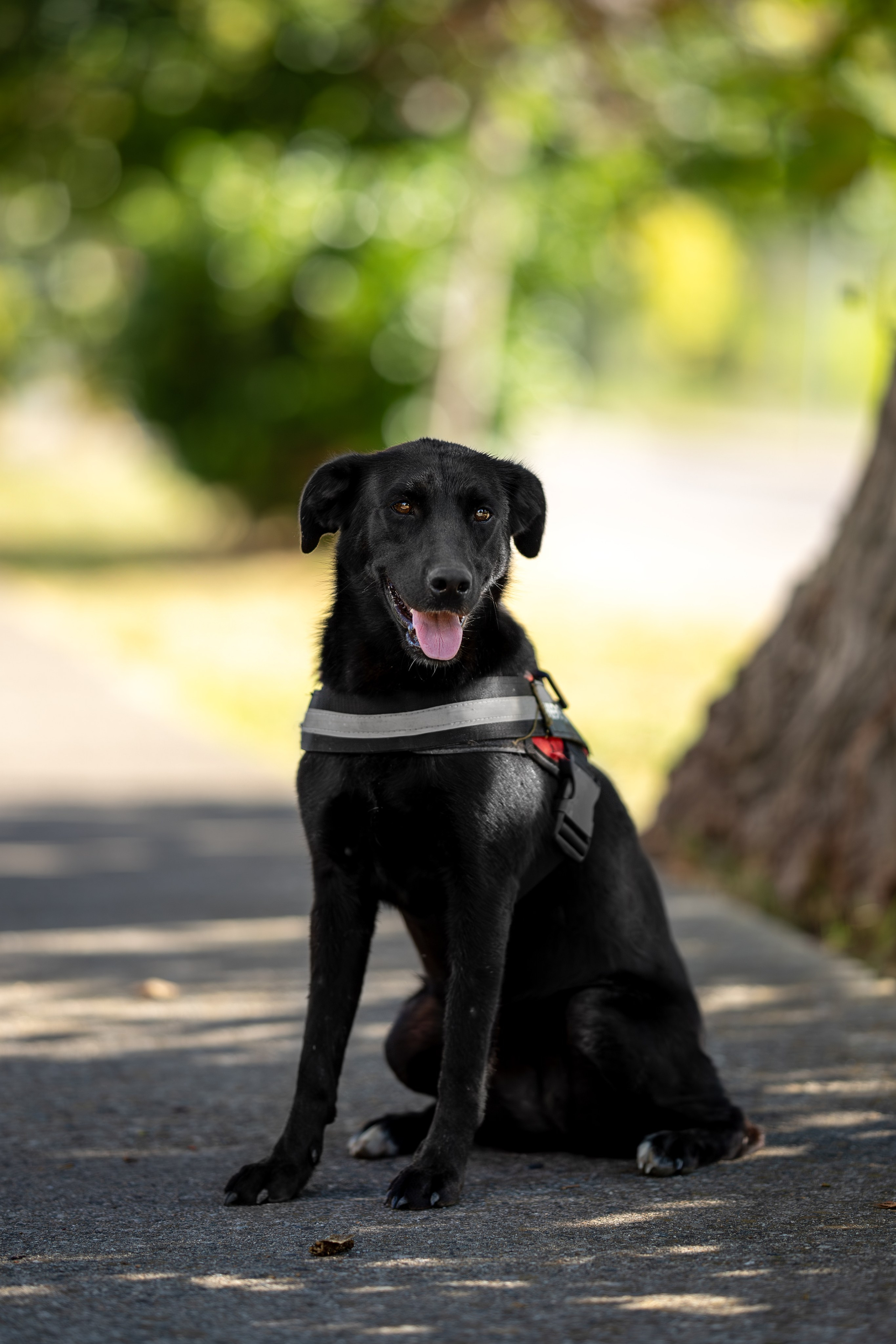 Кураторские питомцы Сириус. Ирина Голомб|Фотограф-анималист в  Сочи и Калининграде