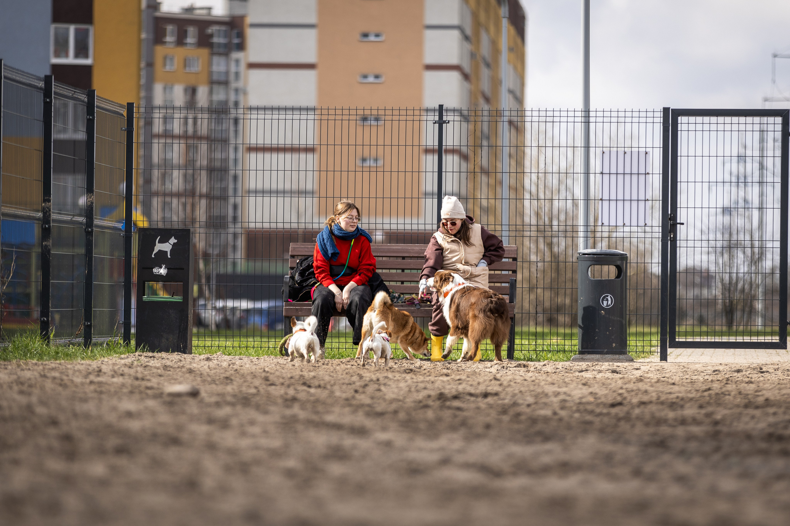 Догтуса 24.03.2024. Ирина Голомб|Фотограф-анималист в  Сочи и Калининграде