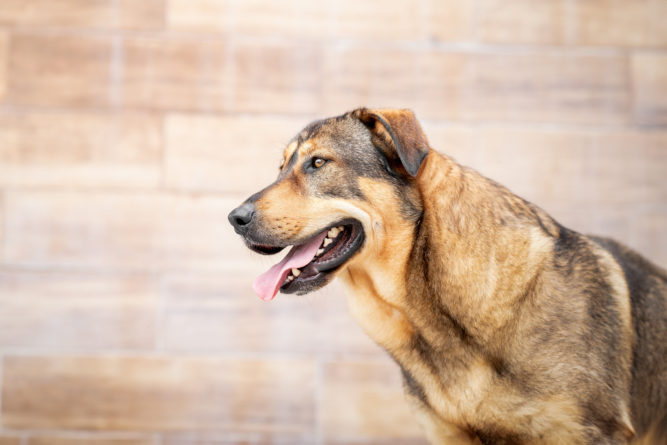 Мини-приют «Возрождение». Ирина Голомб|Фотограф-анималист в  Сочи и Калининграде