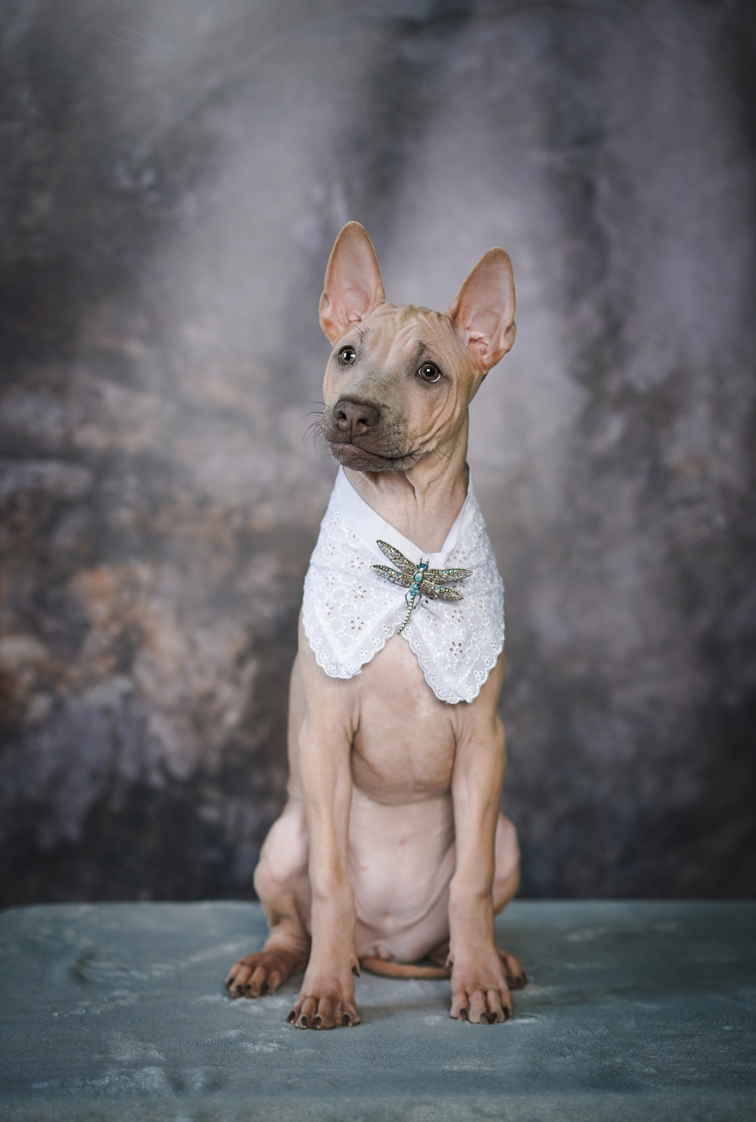 Щенки тайского риджбека. Фотограф-анималист в Санкт-Петербурге Яна Мартынова