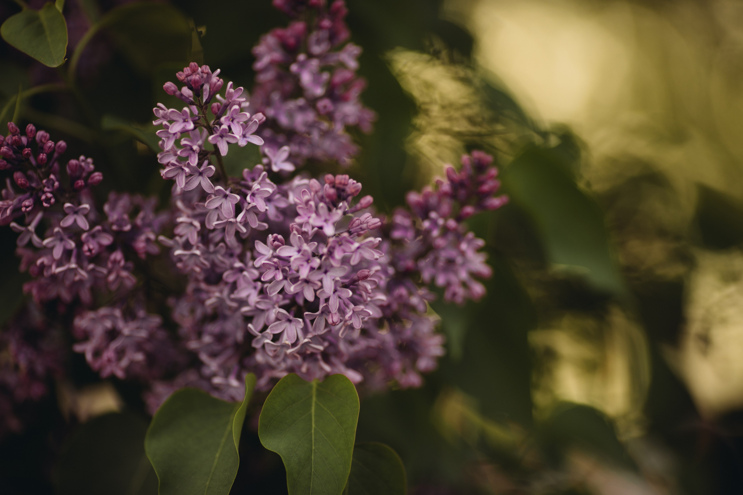 Свадебная фотосессия в Санкт-Петербурге. Детский и семейный фотограф Муксимова Ирина