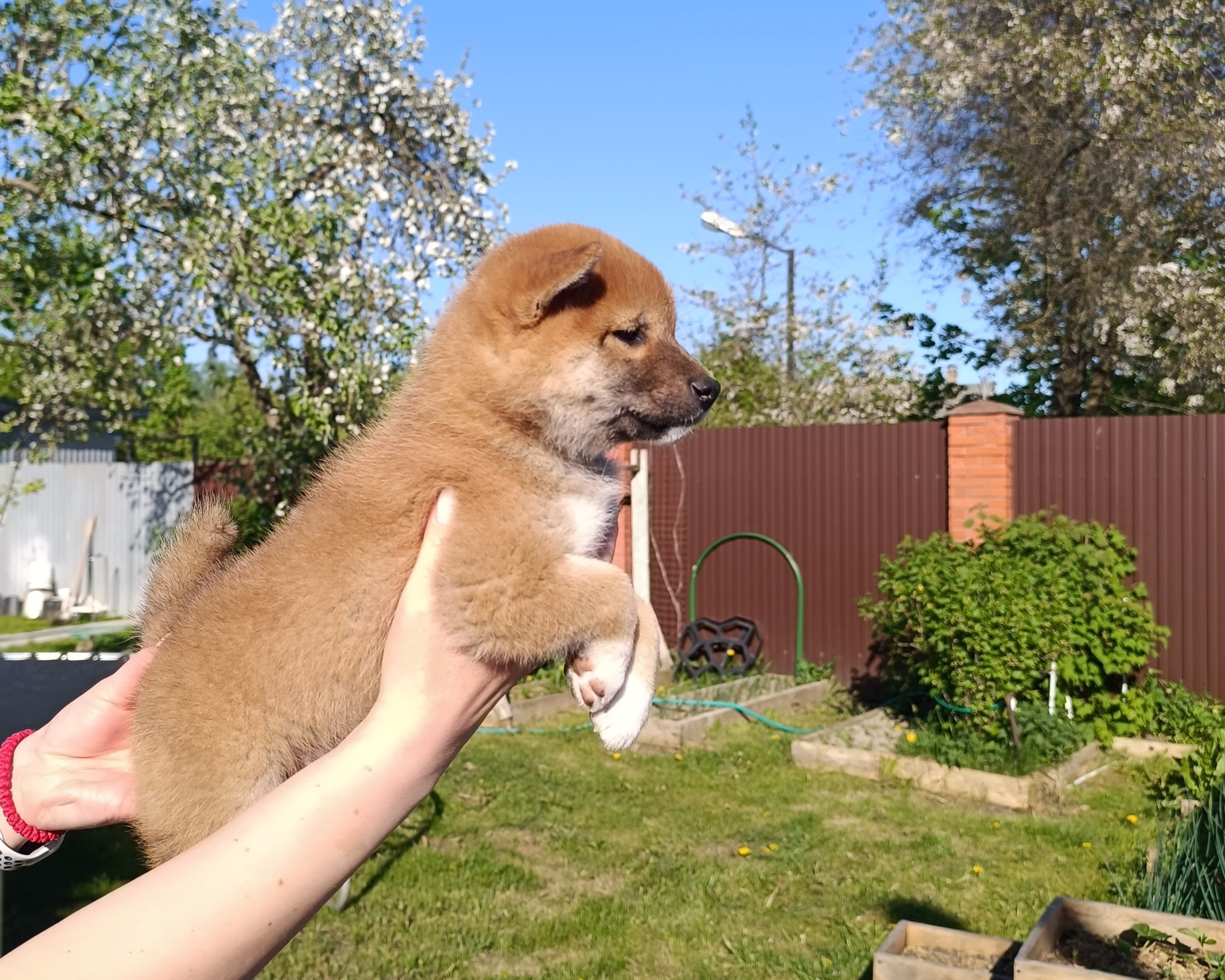 Сиба Rubylight Fumiko питомник Рубилайт