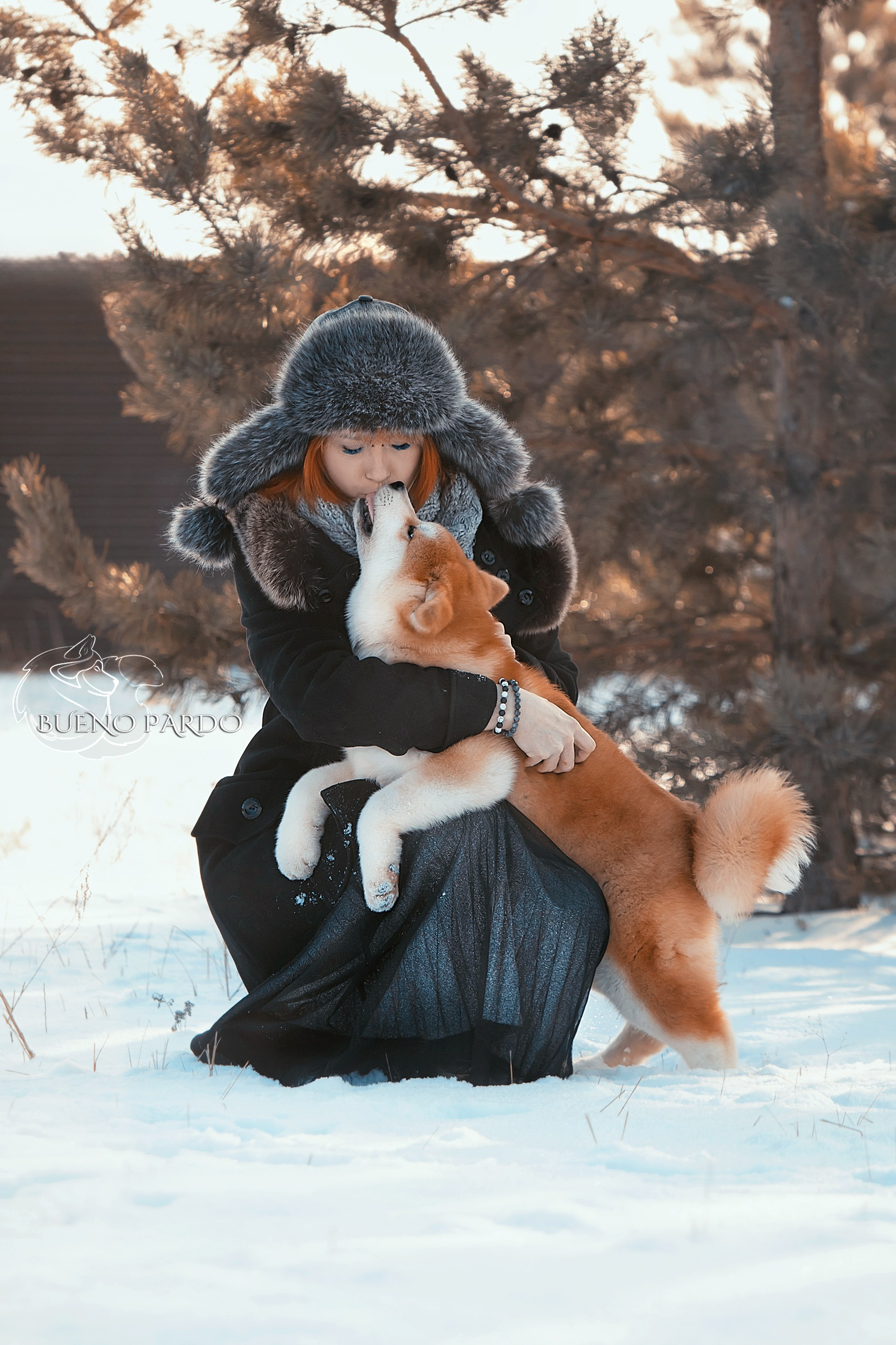 АКИТА. Kawaii Kuma питомник собак пород Корги пемброк, Акита ину, Сиба