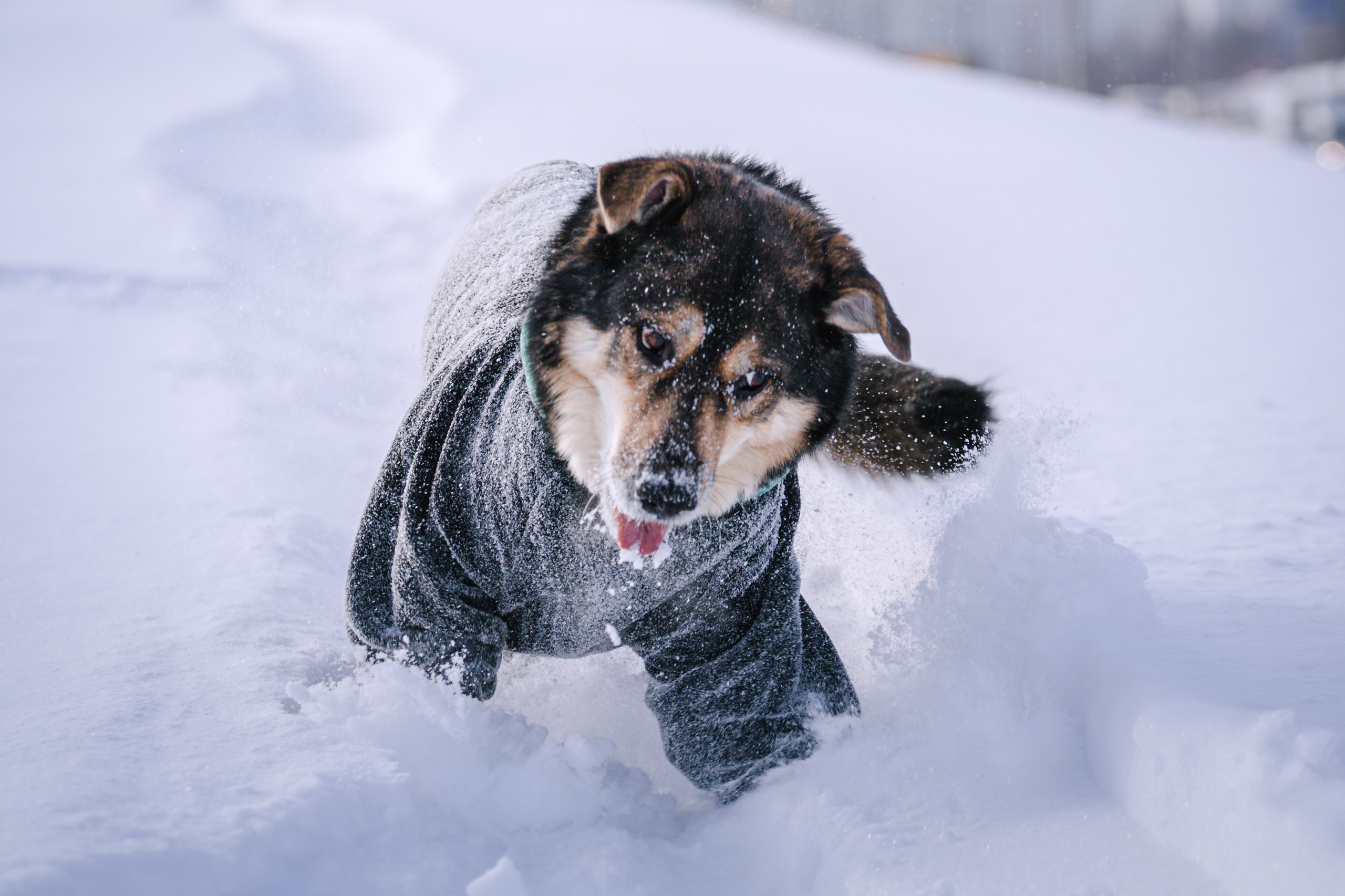 Зимняя экспресс съемка Дюка. Фотограф-анималист Татьяна Степанова