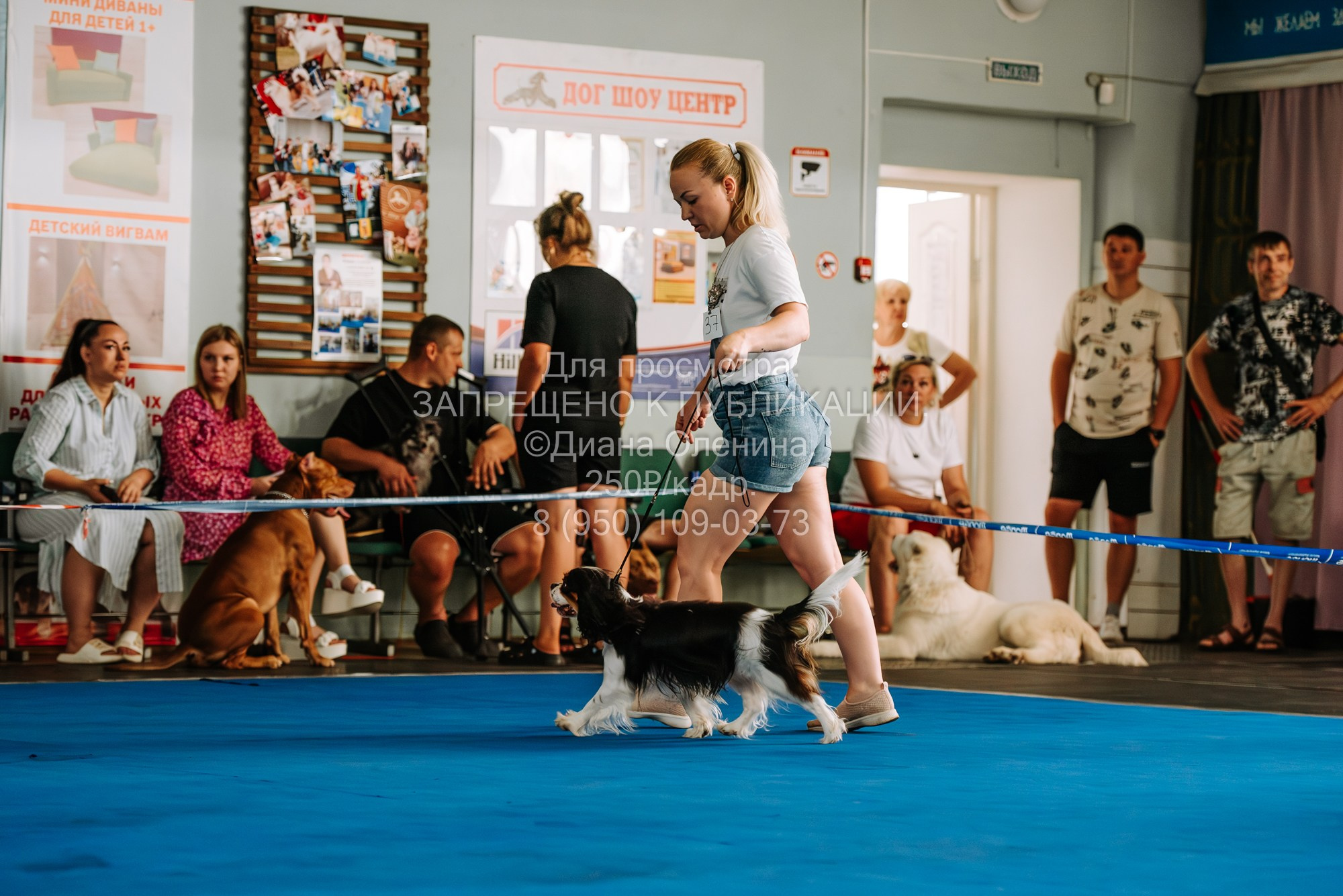 Национальная выставка собак всех пород ранга САС-IKU «Кубок Красноярск. Фотограф Диана Оленина Красноярск / Братск