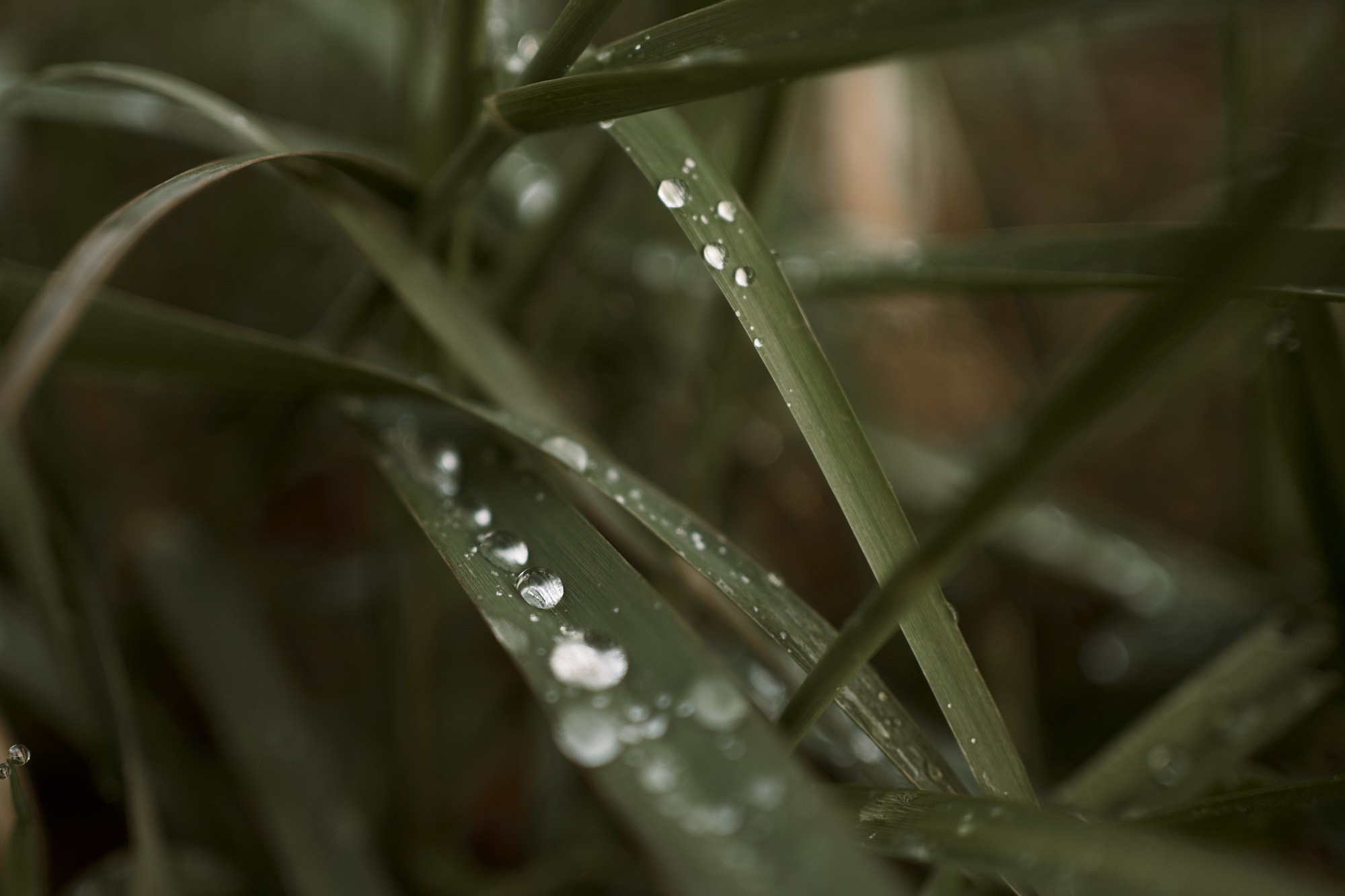 Дима, Рыжий и Воля. Фотограф анималист Москва Дарья