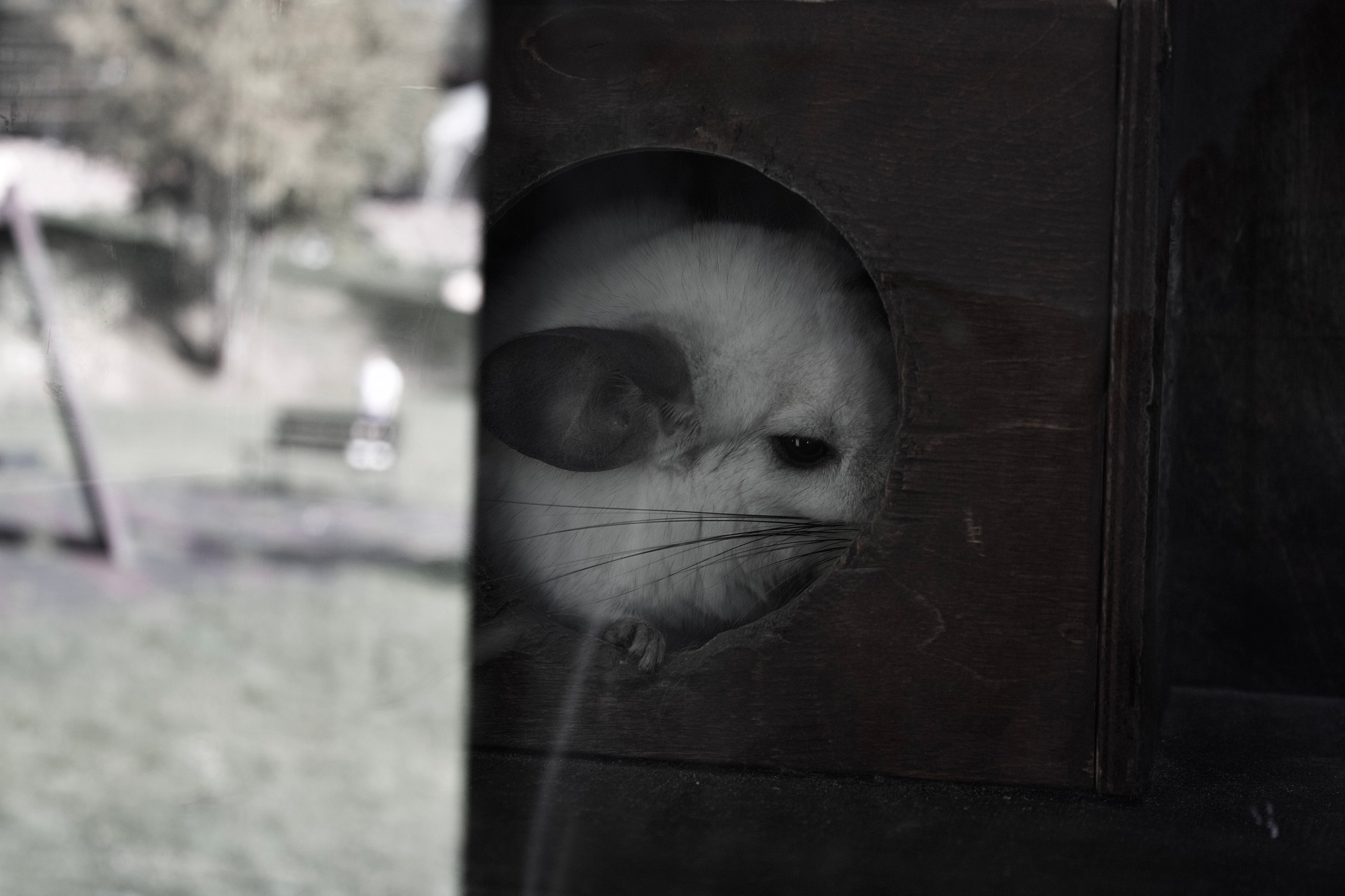 Анималистическая. KUPINИ | ФОТО — сайт портфолио по мультижанровой съёмке | фотограф Сергей Мар