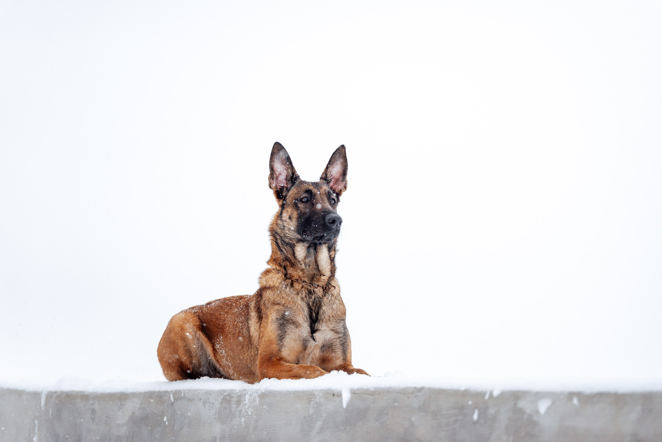 Кристина и Зума. Фотограф-анималист Анастасия Парфенова|Екатеринбург