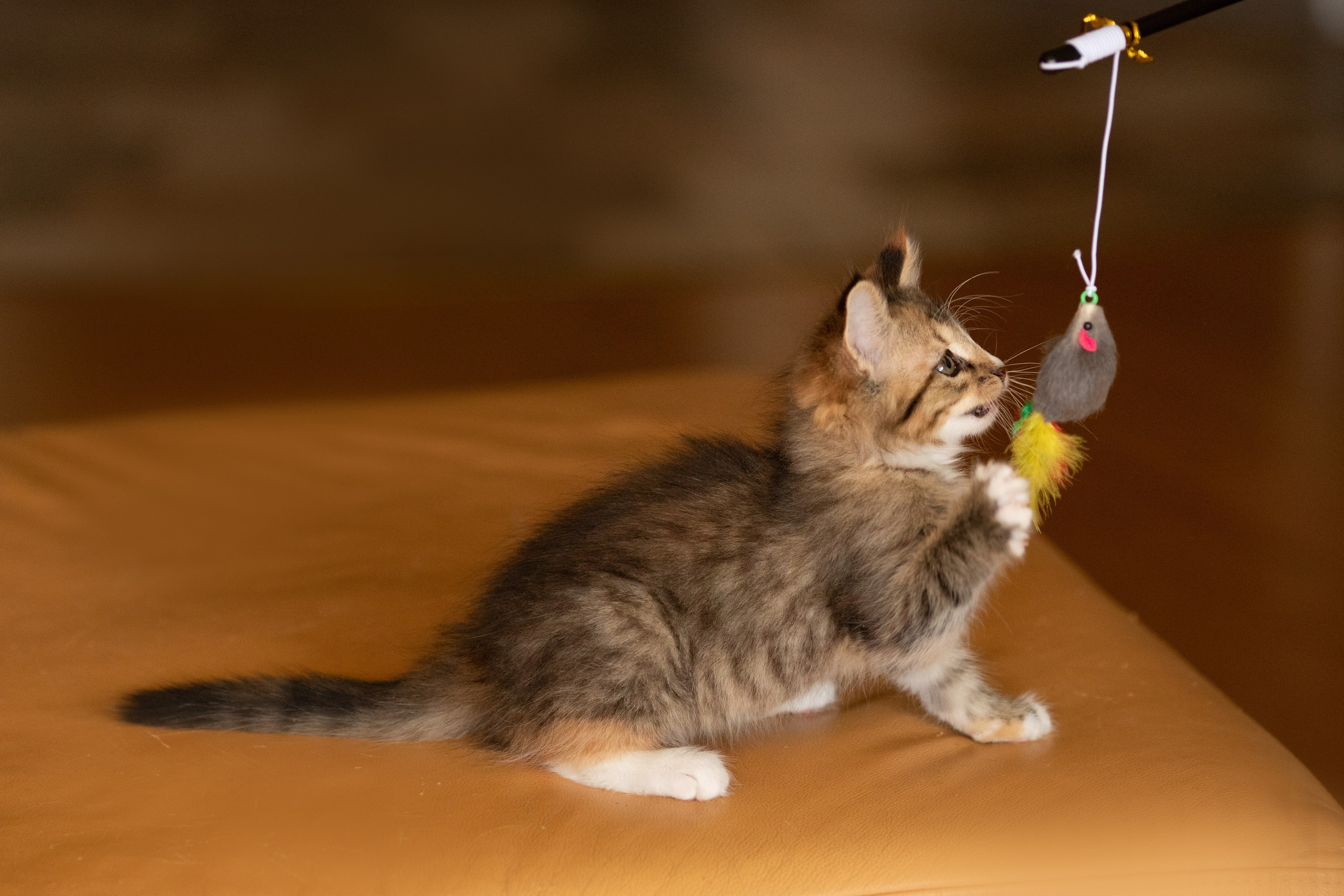 Котята в добрые руки. Арт фотограф в Минске Анастасия Корбут