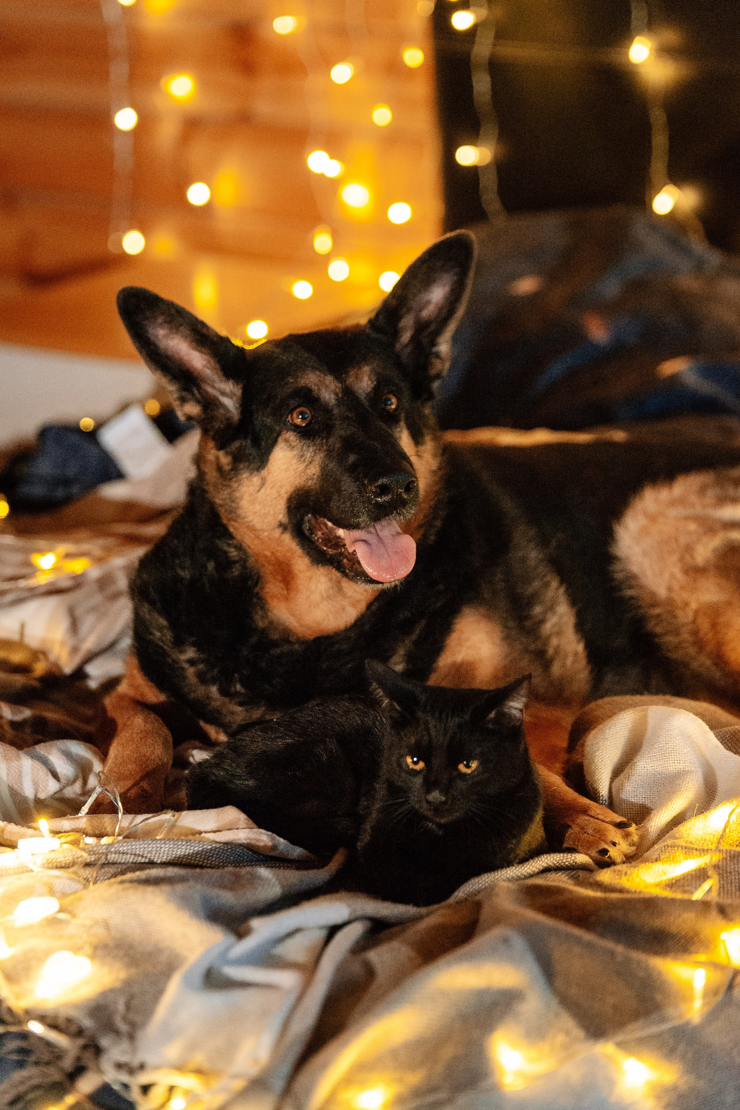 Питомец в кадре. Фотограф-анималист Анастасия Парфенова|Екатеринбург